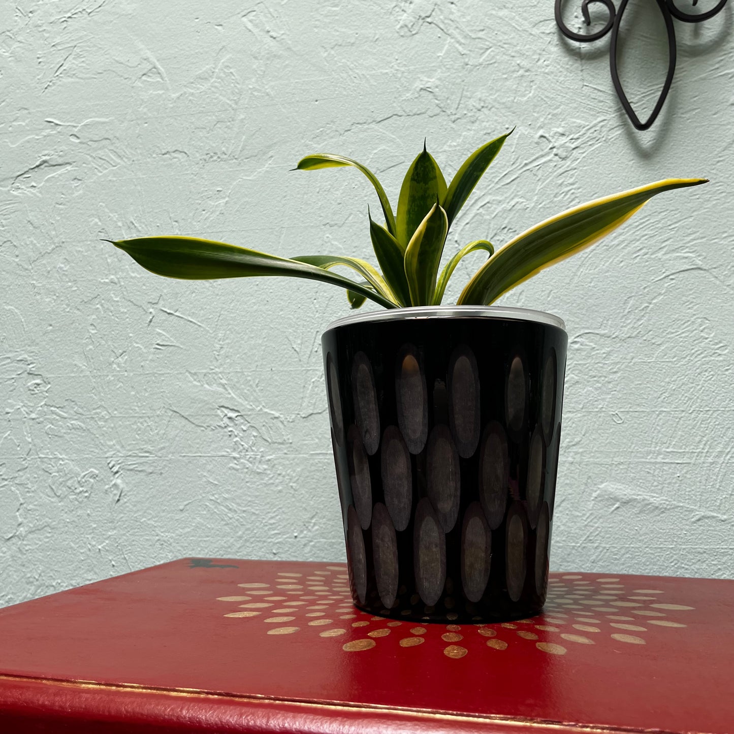 Gothic Enchantment Snake Plant: Elegant Black Ceramic Pot with Frosted Glass Details