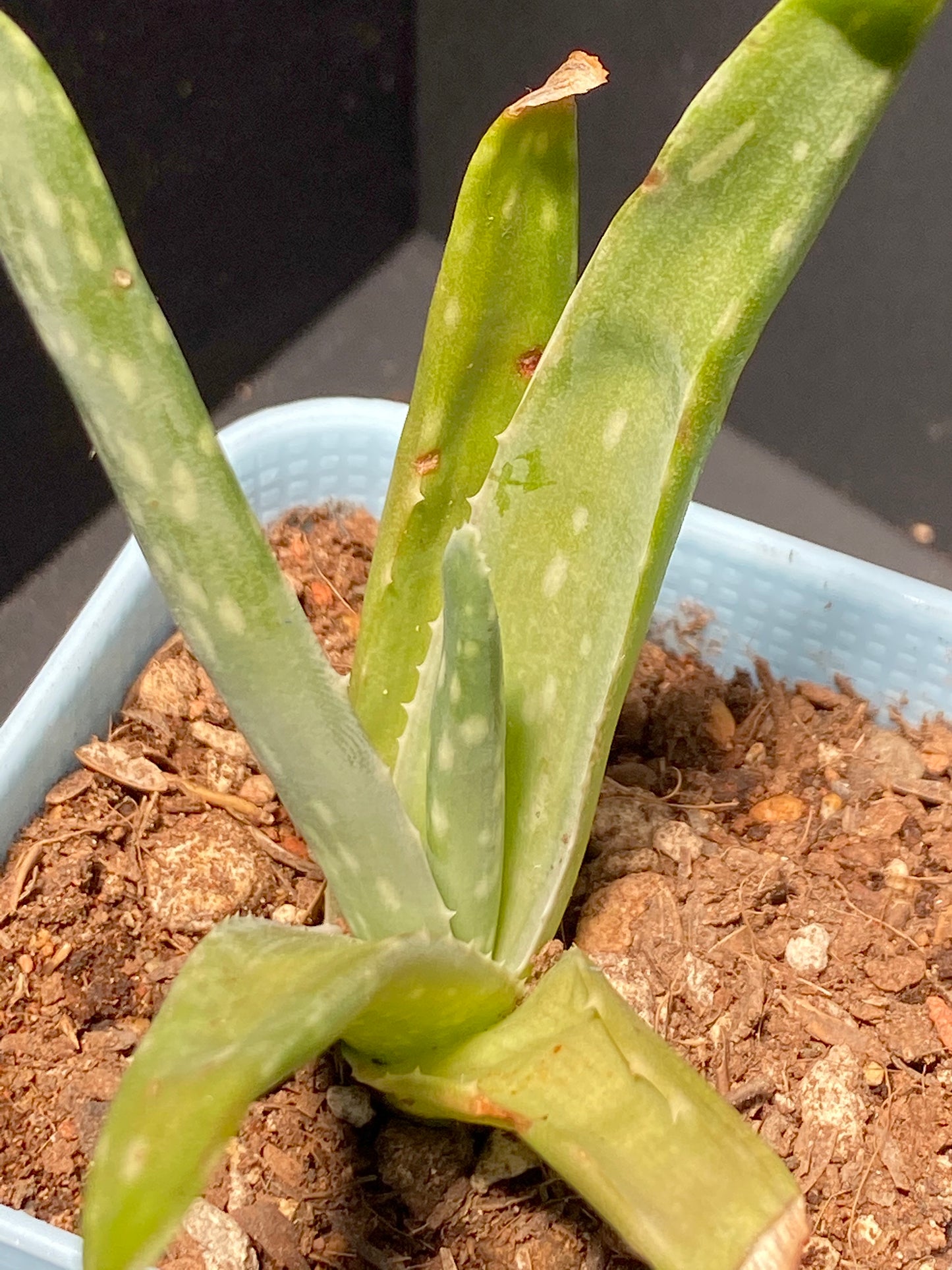 Aloe Plant in Small Blue Pot with Saucer