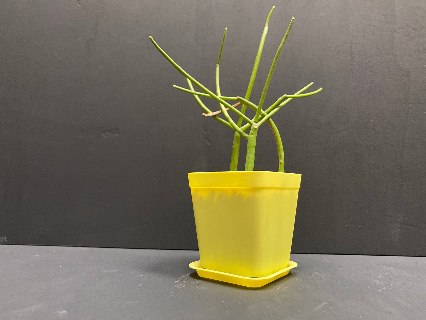 Firesticks Euphorbia in Small Yellow Pot with Saucer