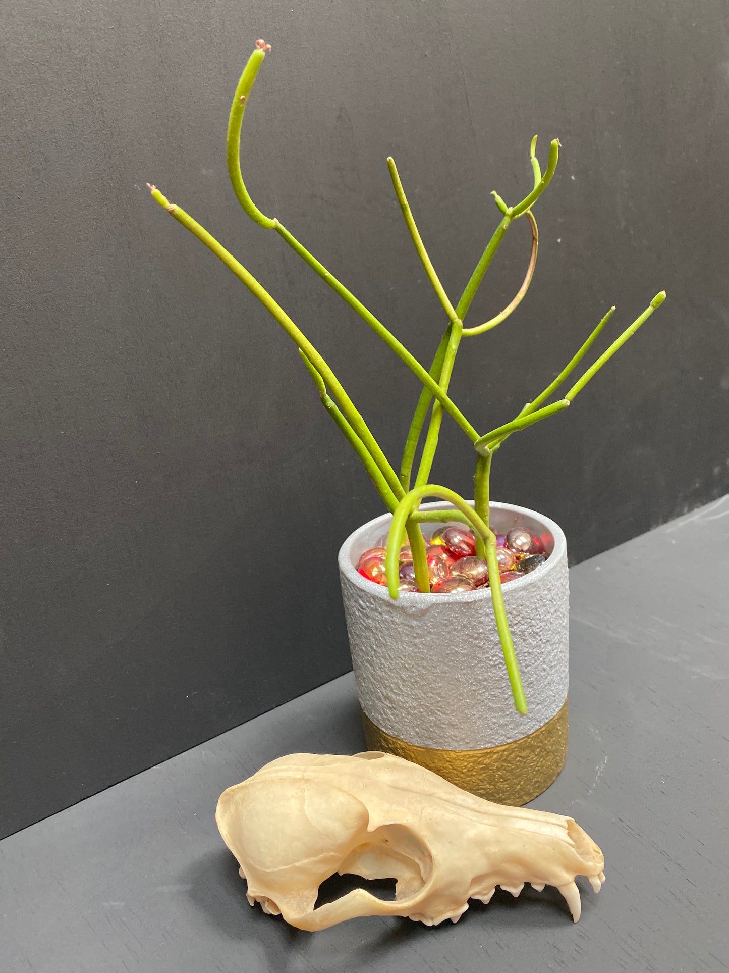 Firesticks Dipped in Golden Grey