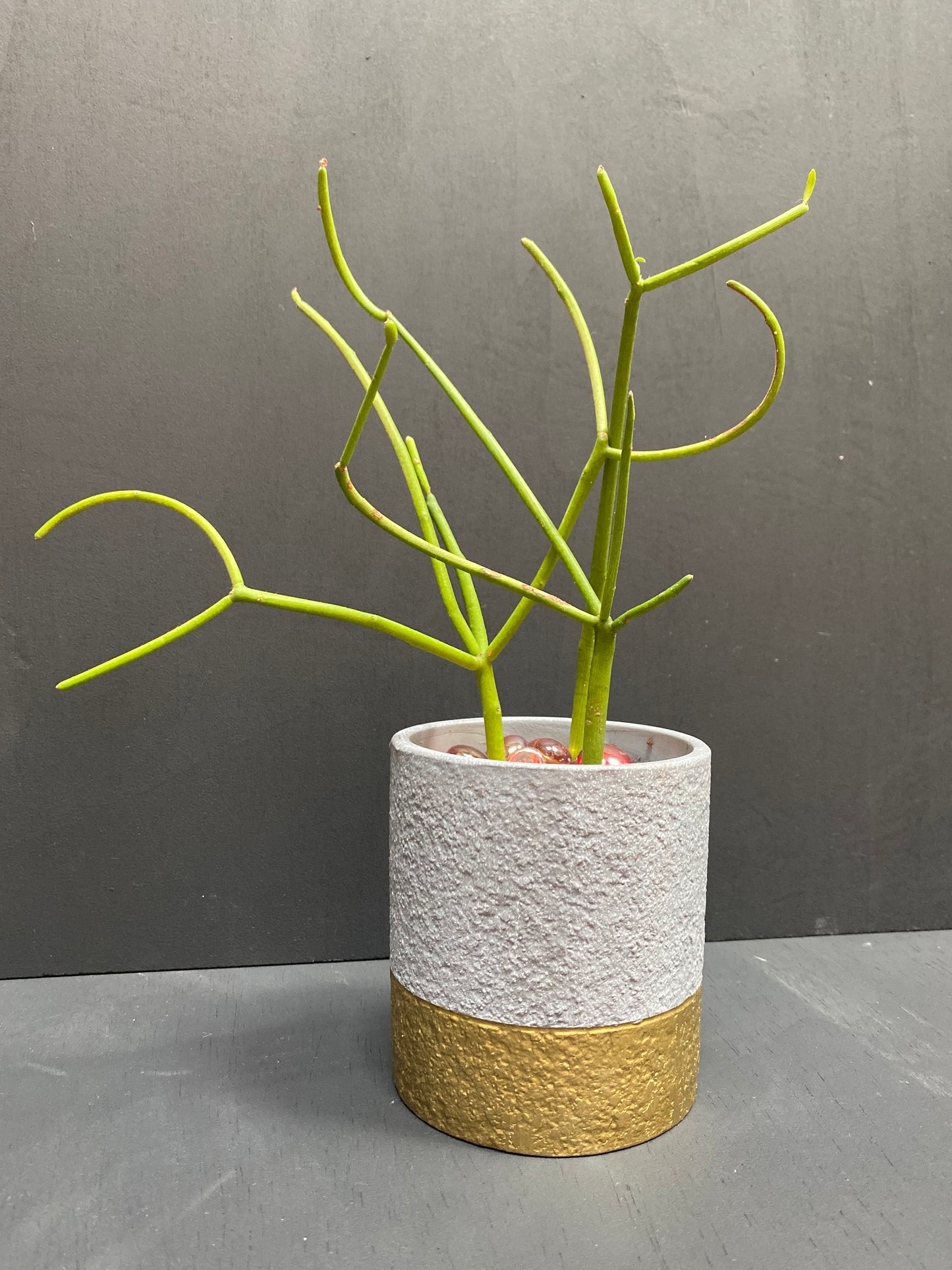 Firesticks Dipped in Golden Grey