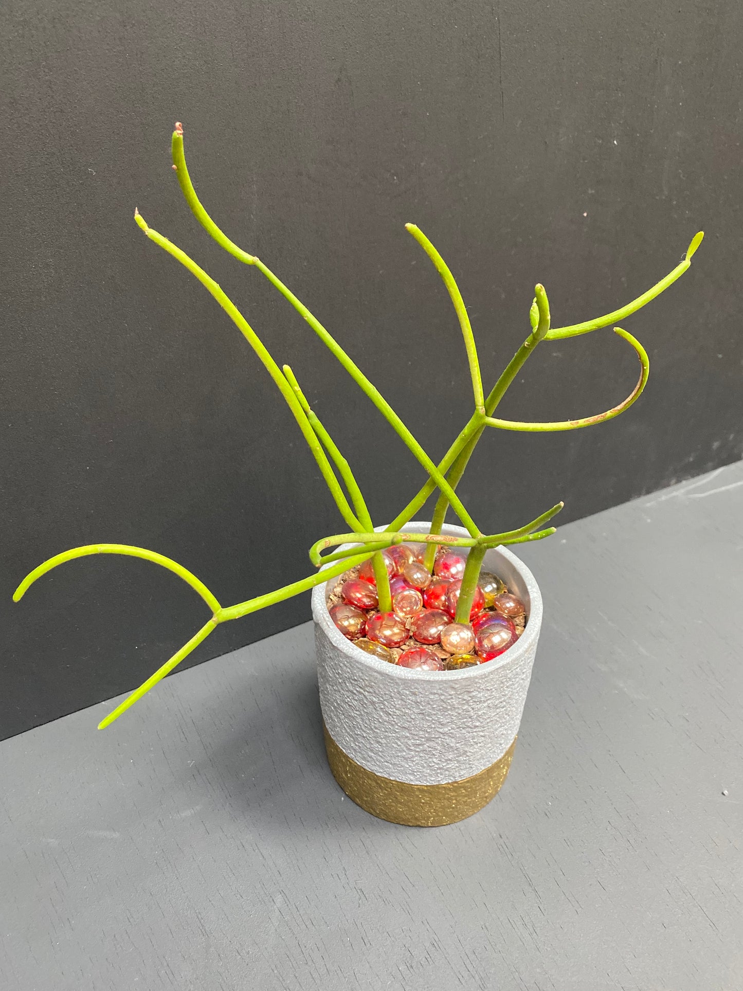 Firesticks Dipped in Golden Grey