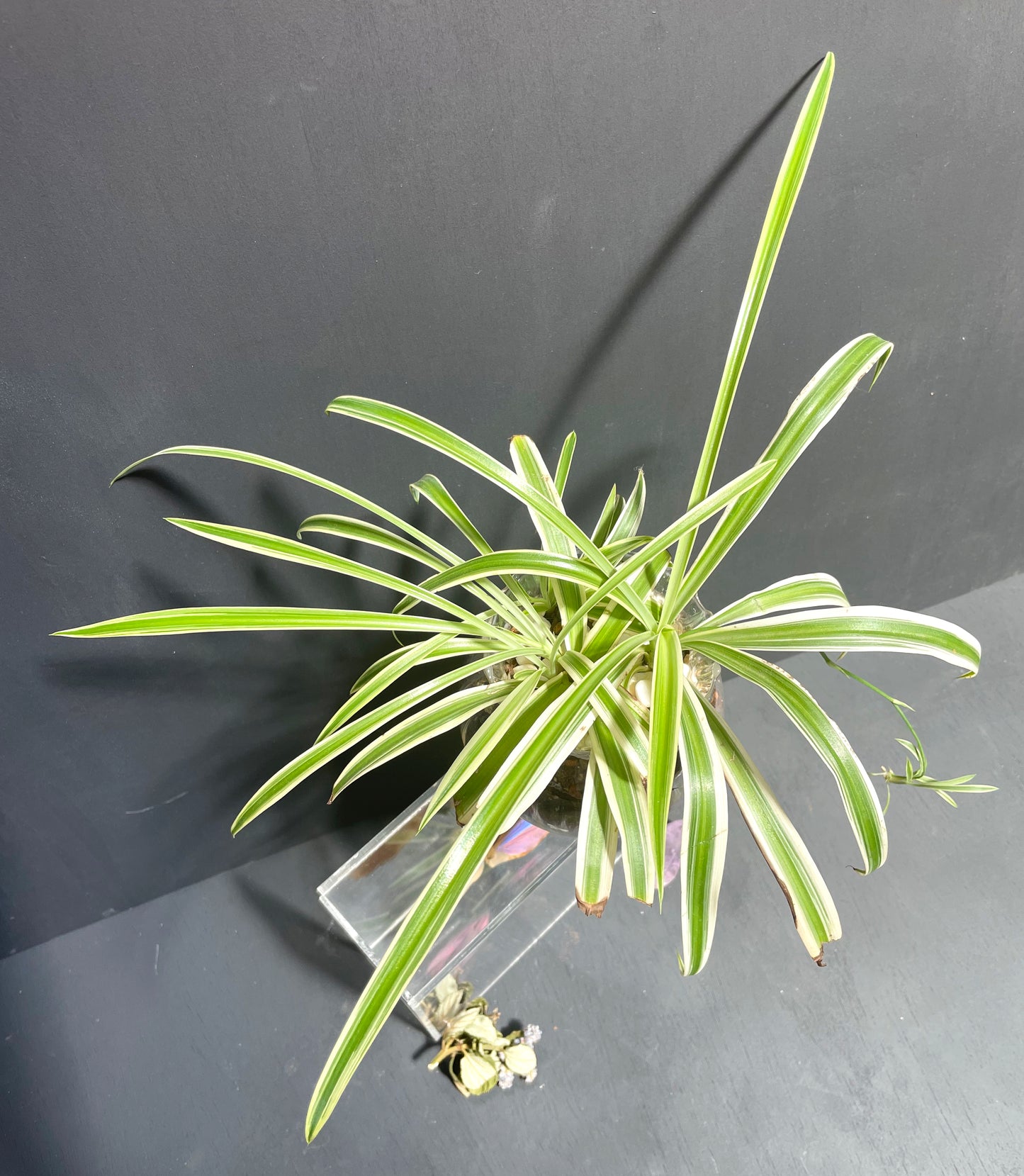Spider Plant in Glass Iridescent Pot