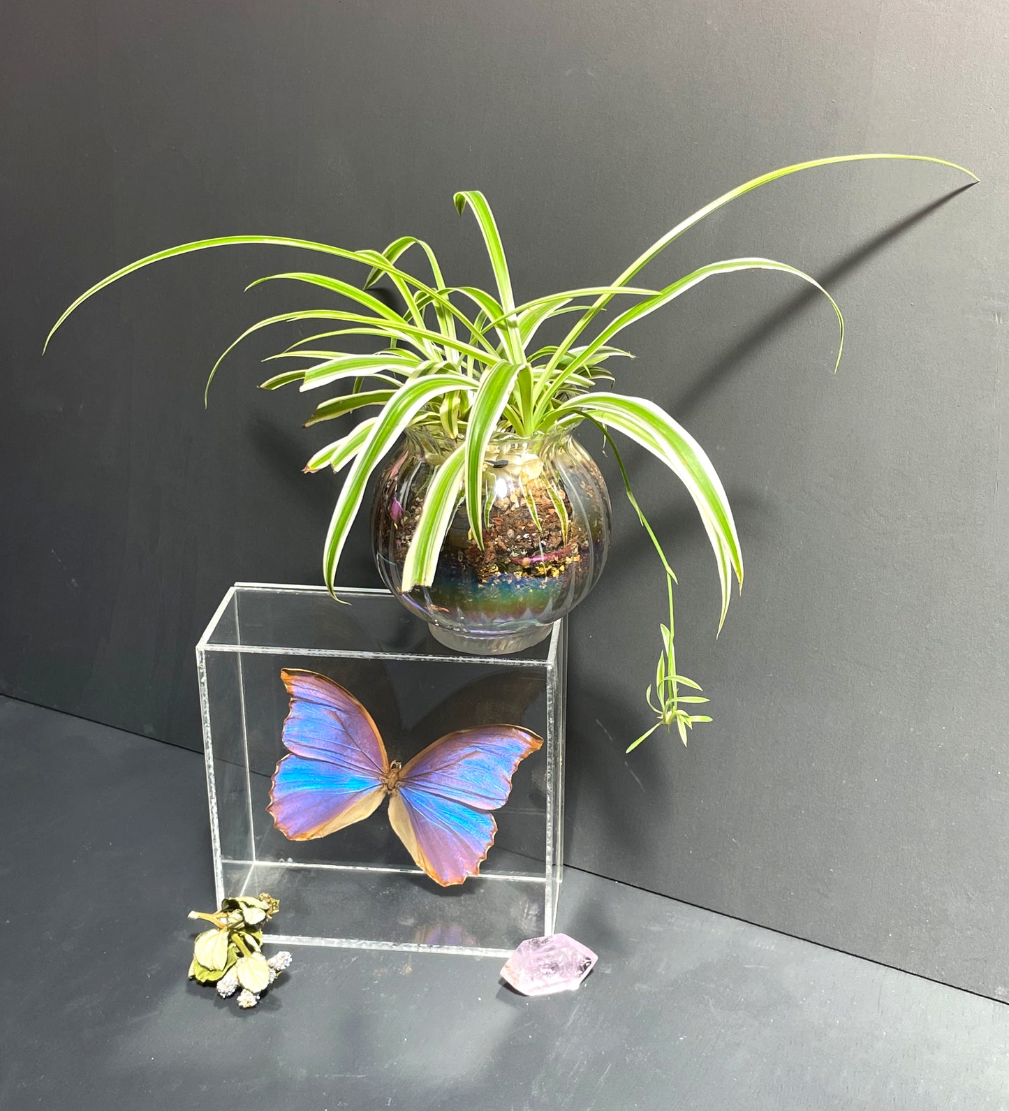 Spider Plant in Glass Iridescent Pot