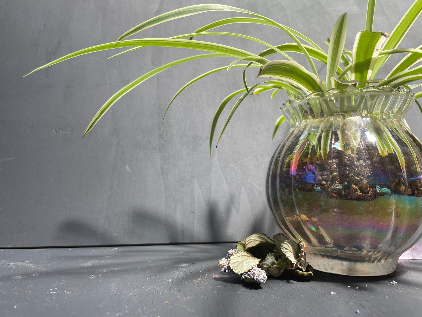 Spider Plant in Glass Iridescent Pot