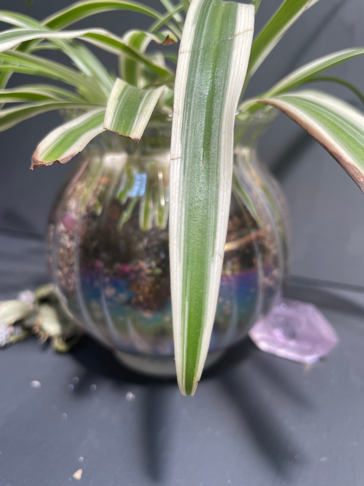 Spider Plant in Glass Iridescent Pot
