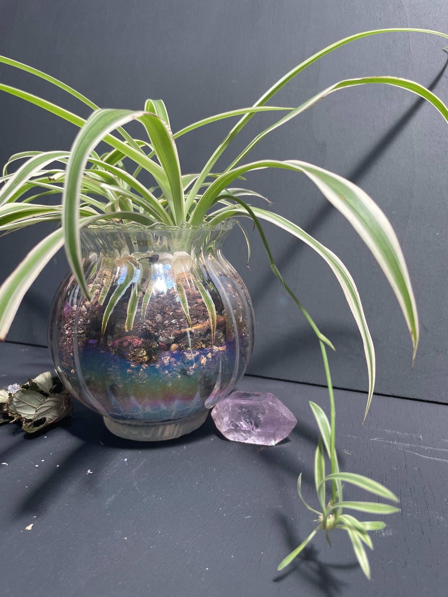 Spider Plant in Glass Iridescent Pot