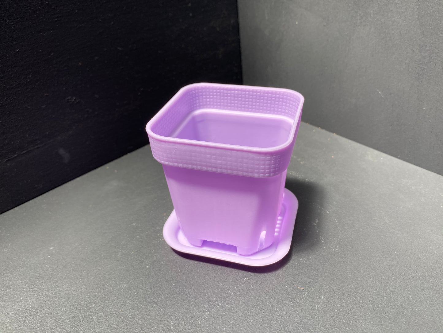 Aloe Plant in Small Blue Pot with Saucer