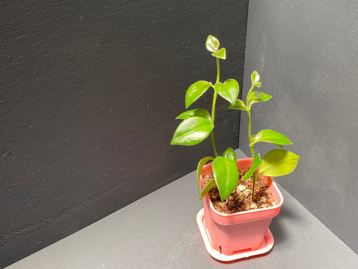 Lipstick Plant 'Cassiopeia' in Small Pink Pot with Saucer