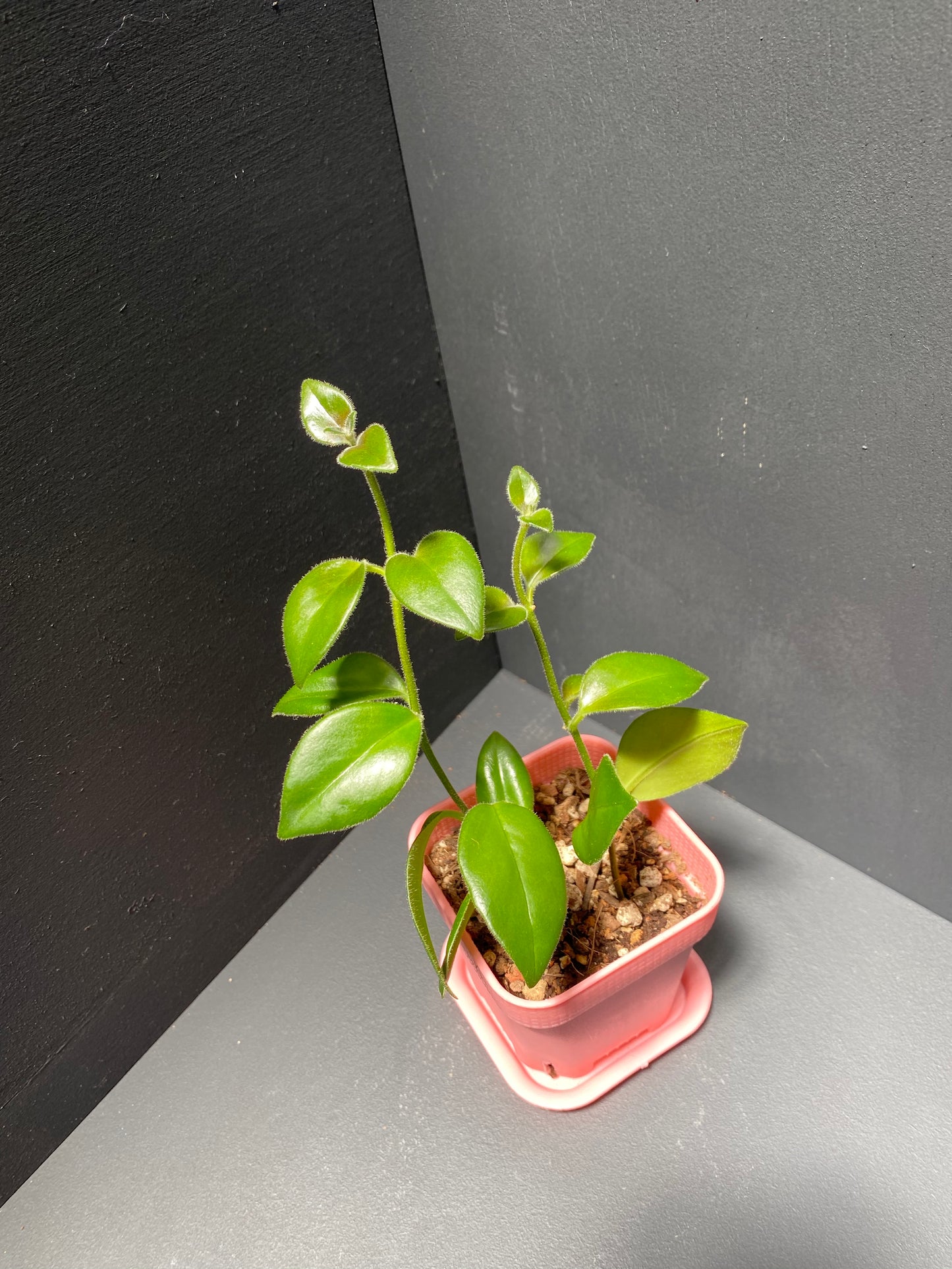 Lipstick Plant 'Cassiopeia' in Small Pink Pot with Saucer
