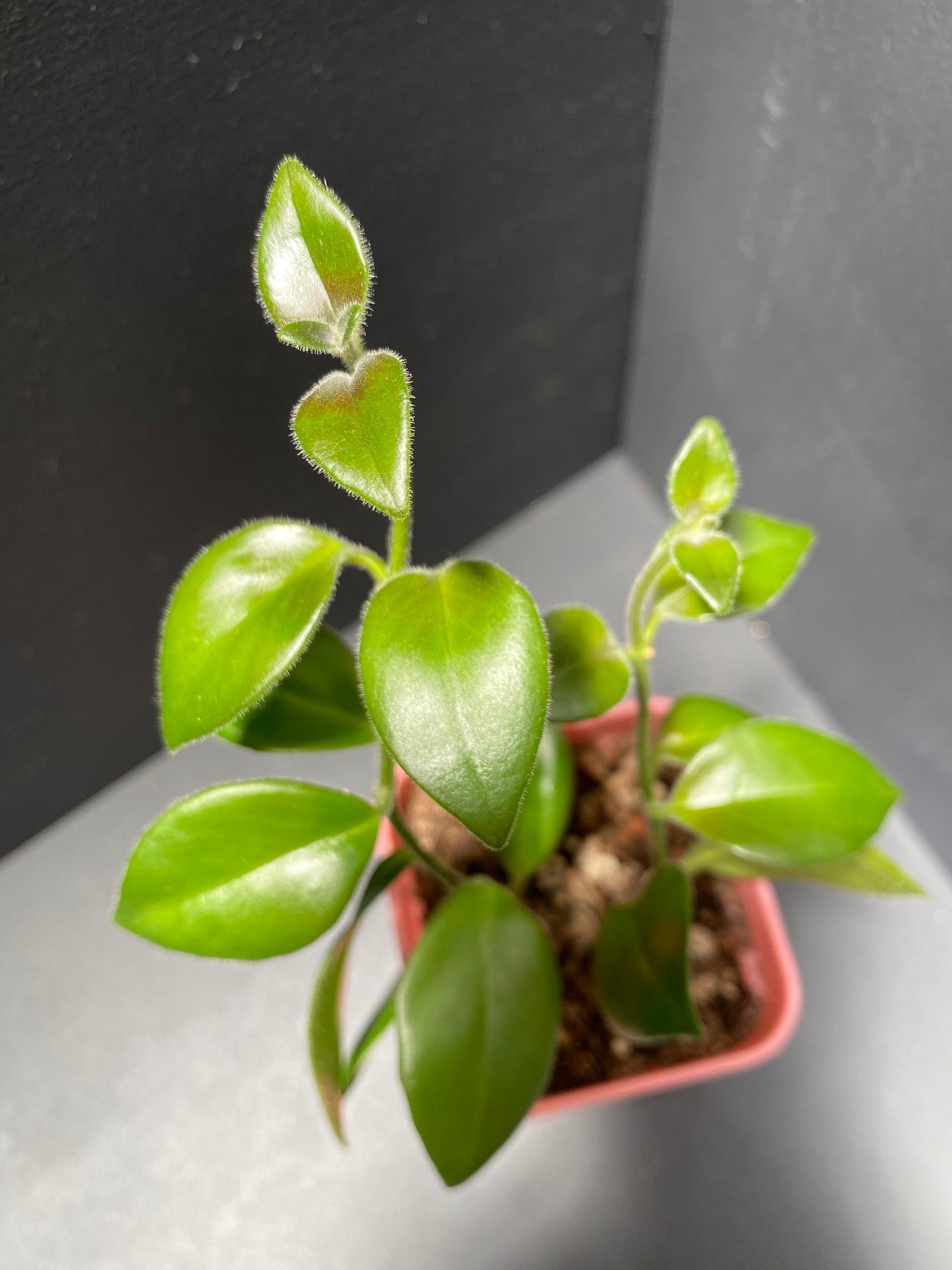 Lipstick Plant 'Cassiopeia' in Small Pink Pot with Saucer
