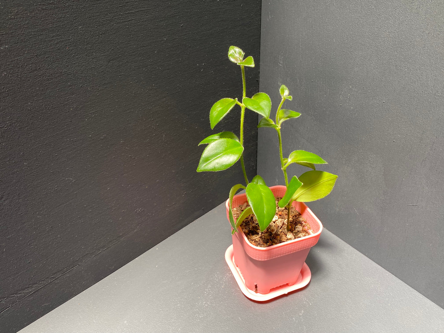 Lipstick Plant 'Cassiopeia' in Small Pink Pot with Saucer