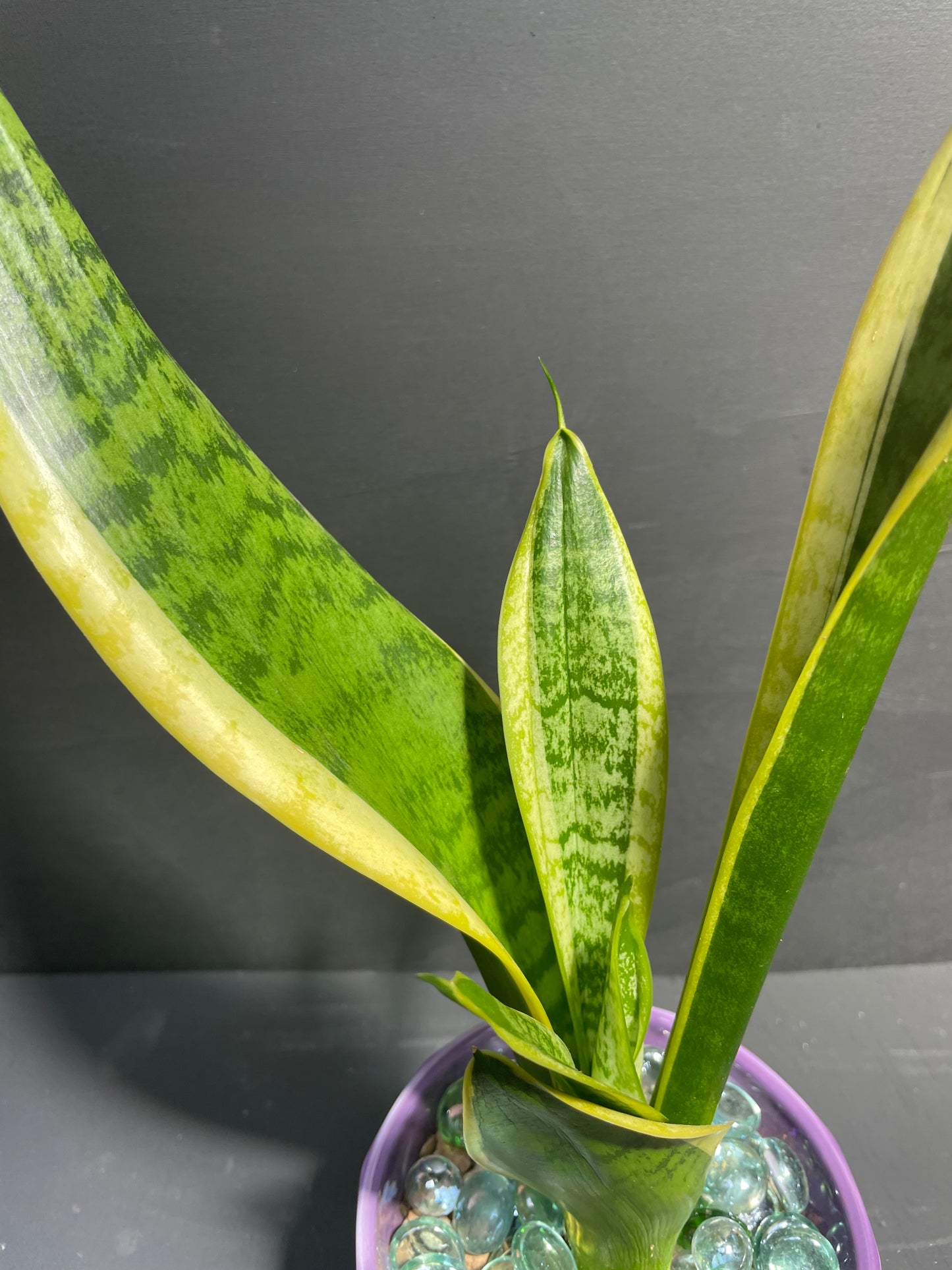 Snake Plant in Geometric Purple Pot