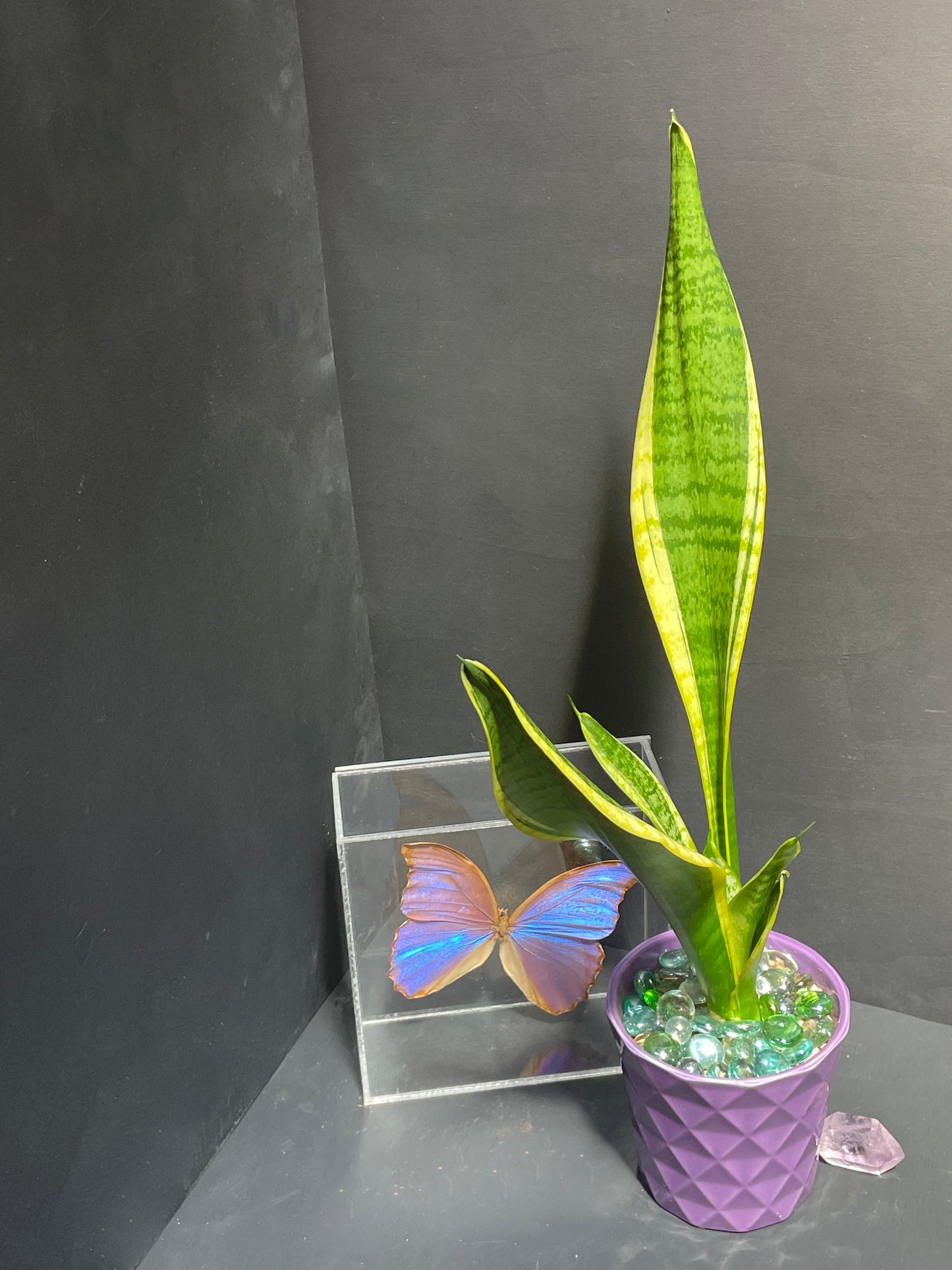 Snake Plant in Geometric Purple Pot