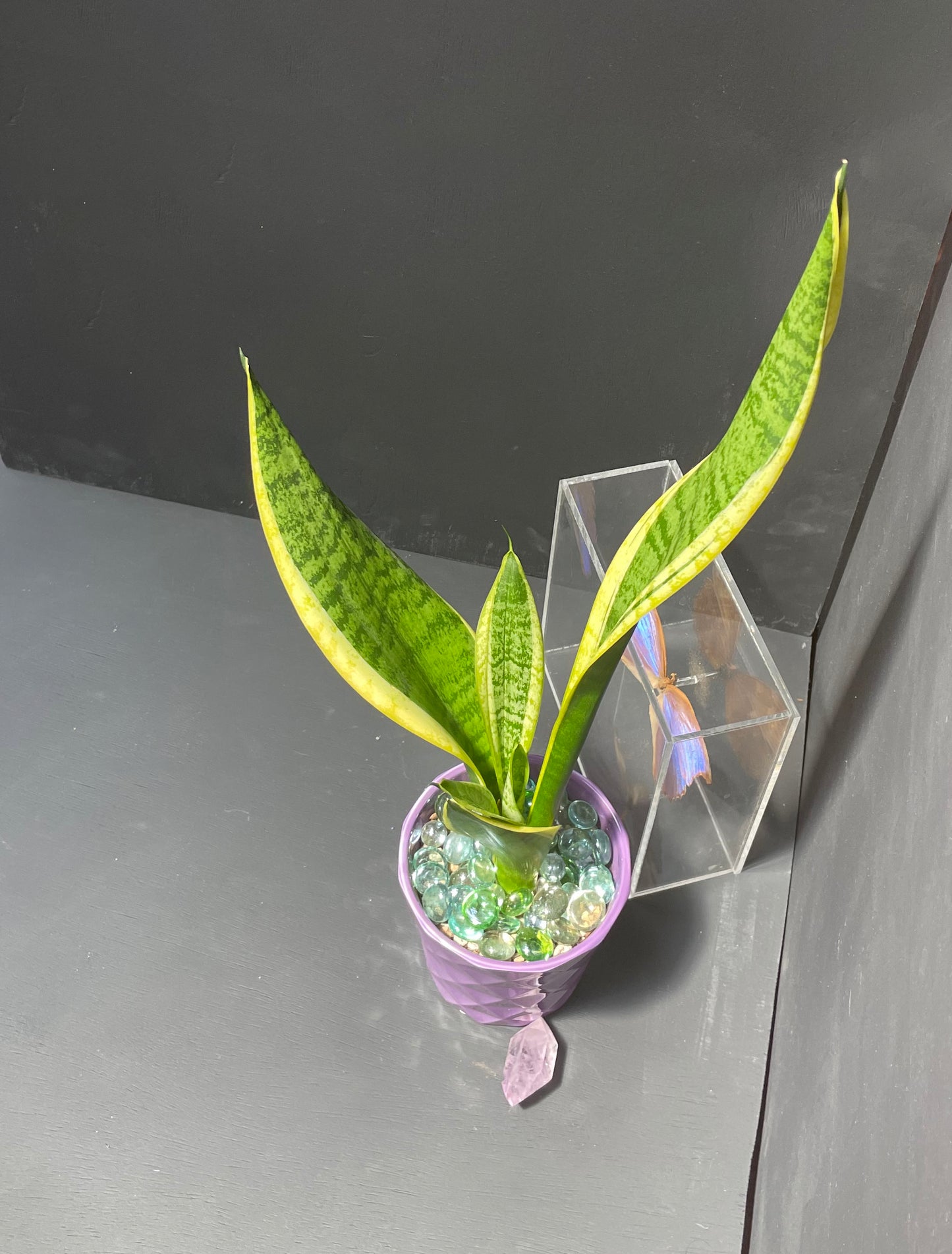 Snake Plant in Geometric Purple Pot