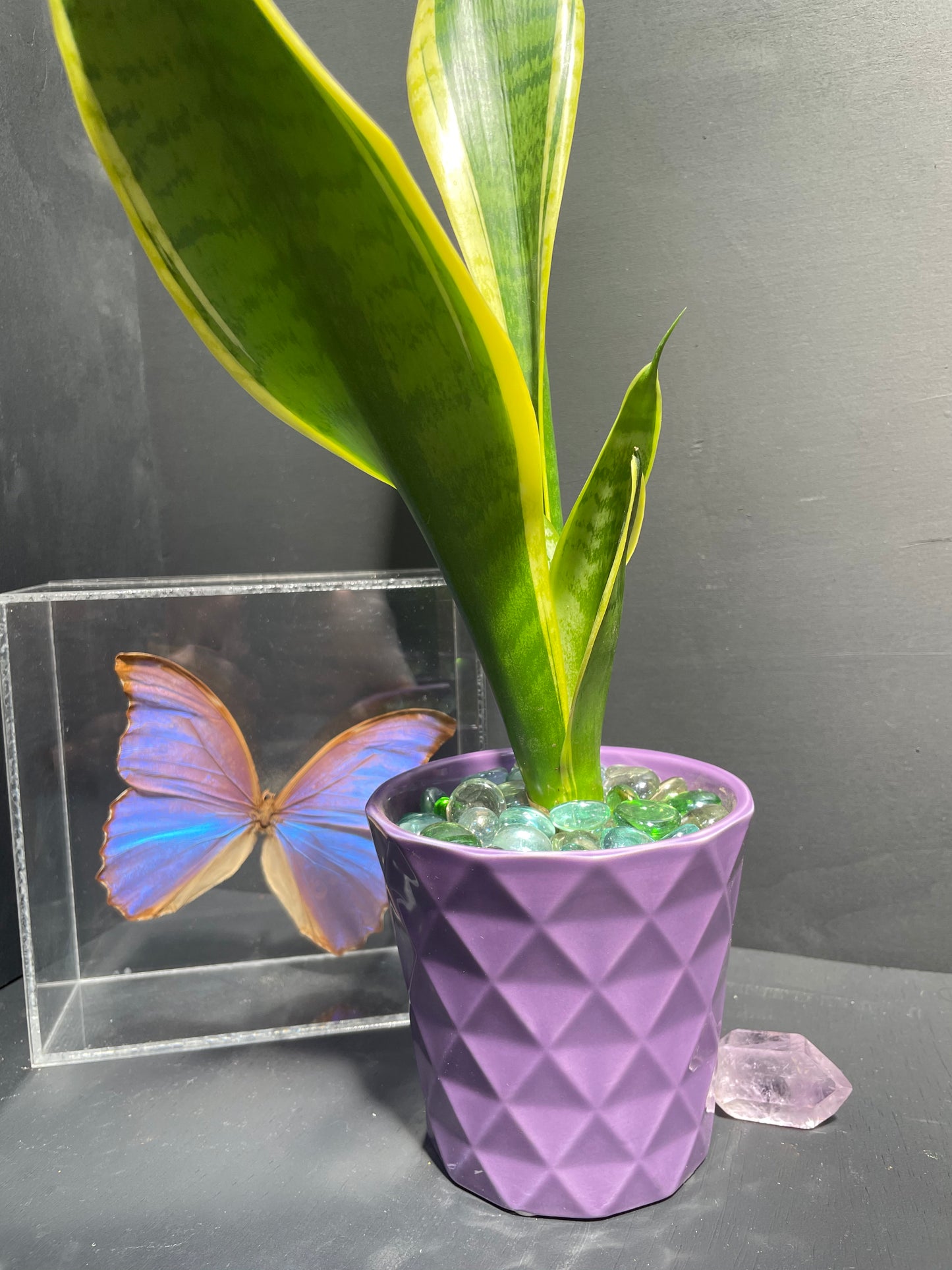 Snake Plant in Geometric Purple Pot