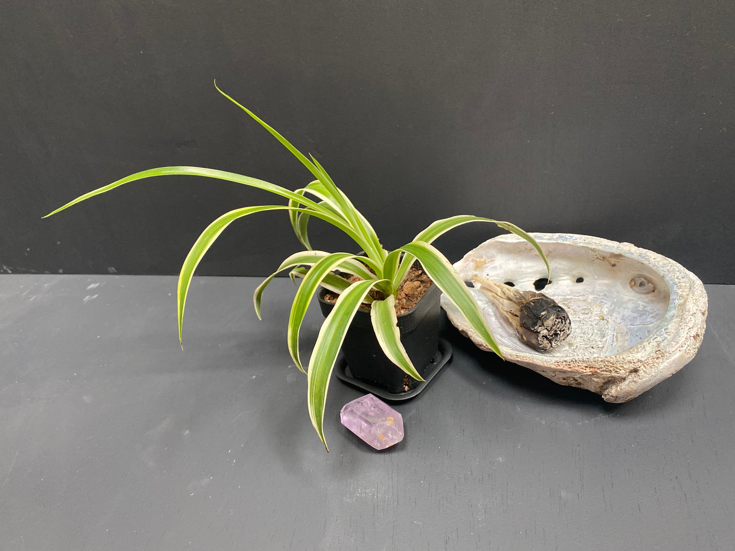 Spider Plant in Small Black Pot with Saucer