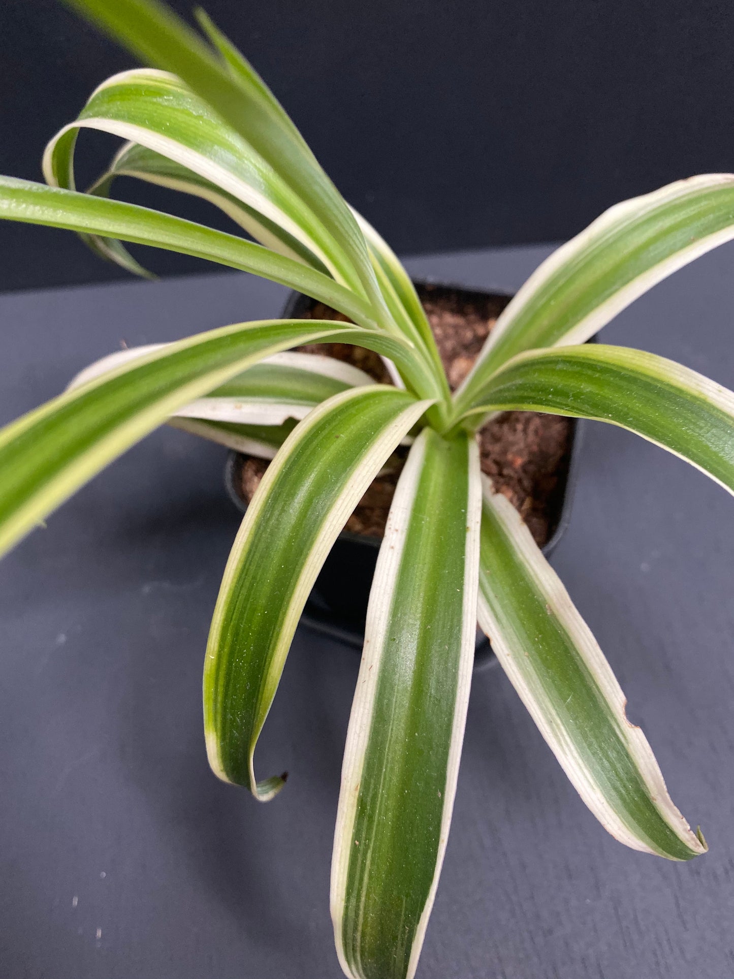 Spider Plant in Small Black Pot with Saucer