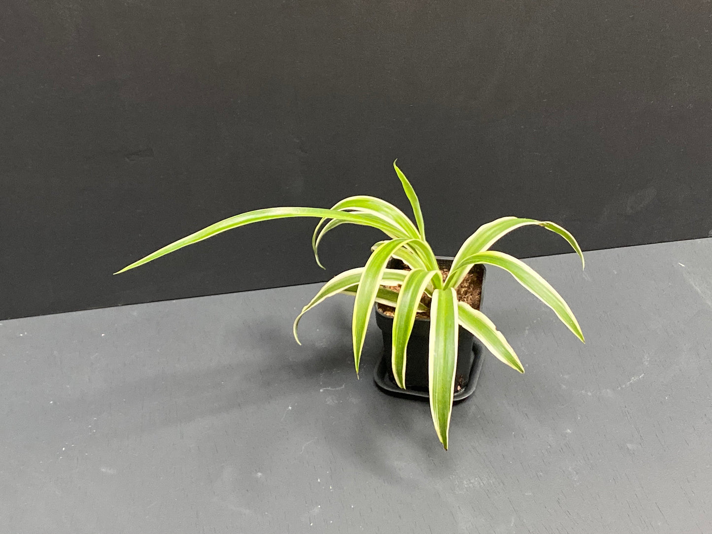 Spider Plant in Small Black Pot with Saucer