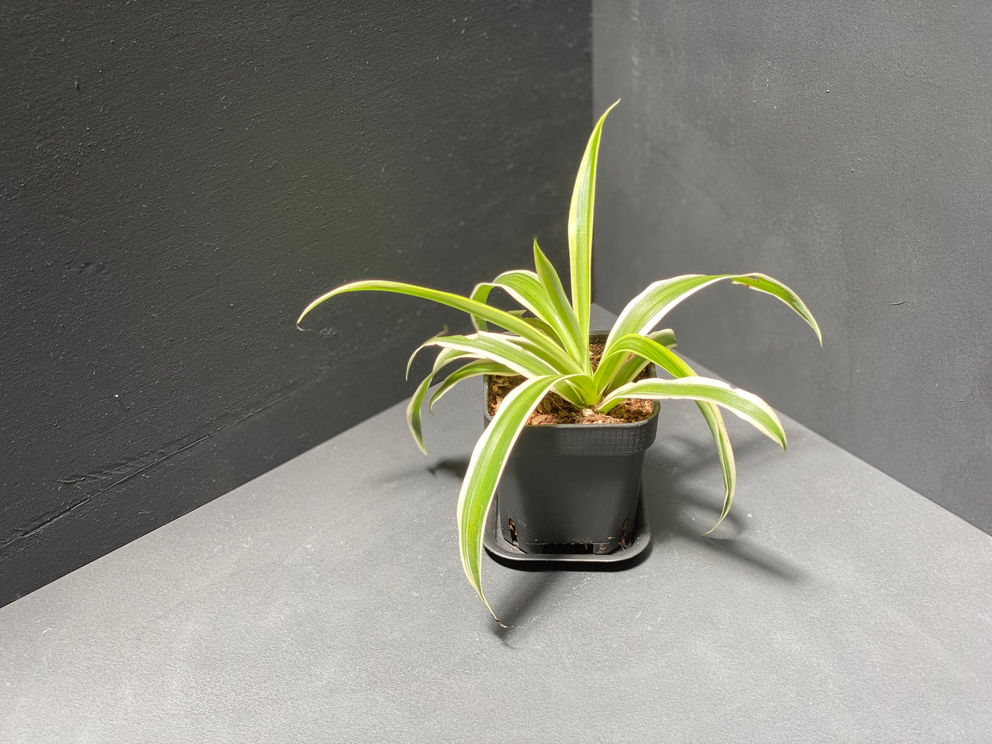 Spider Plant in Small Black Pot with Saucer