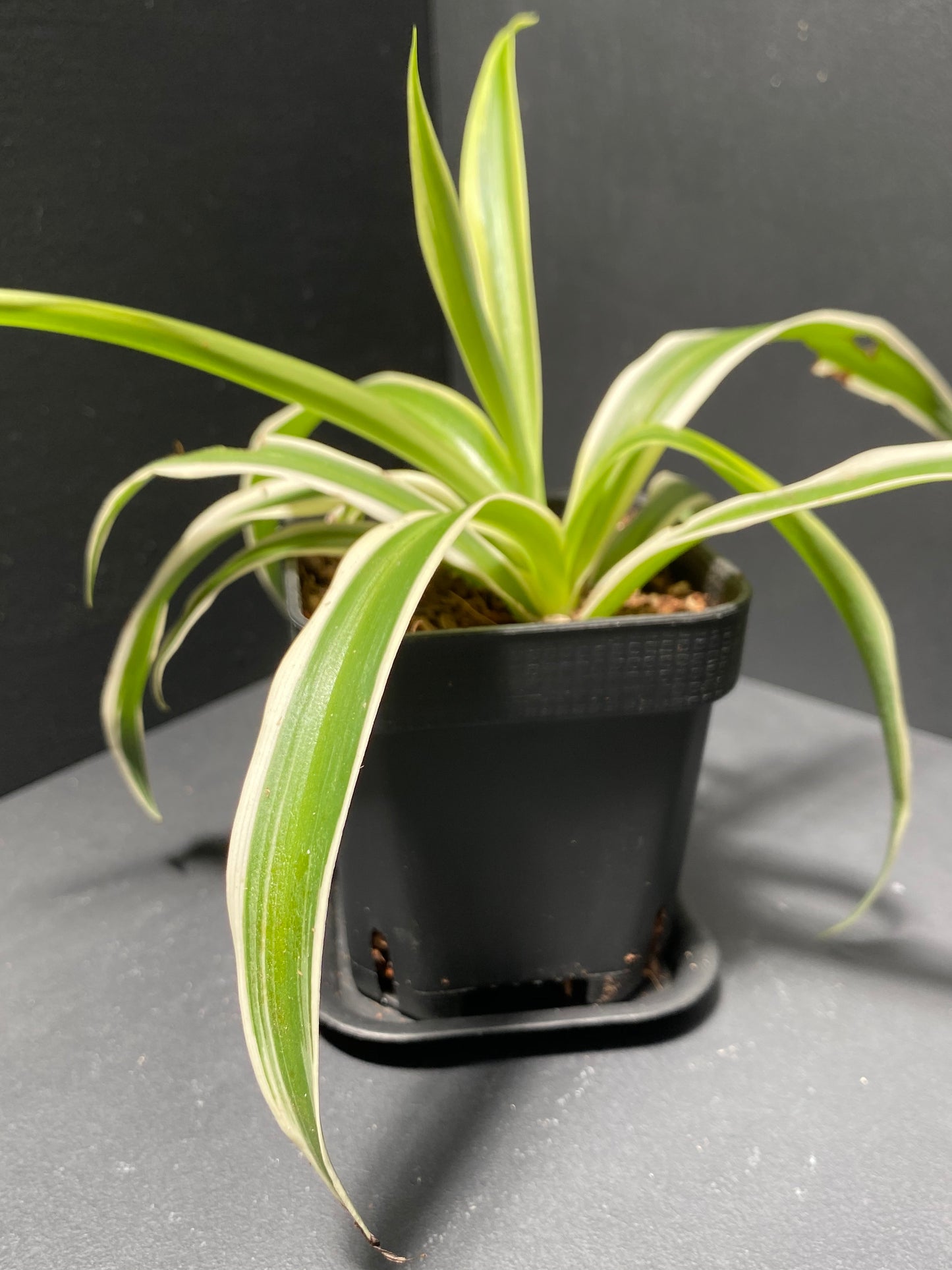 Spider Plant in Small Black Pot with Saucer