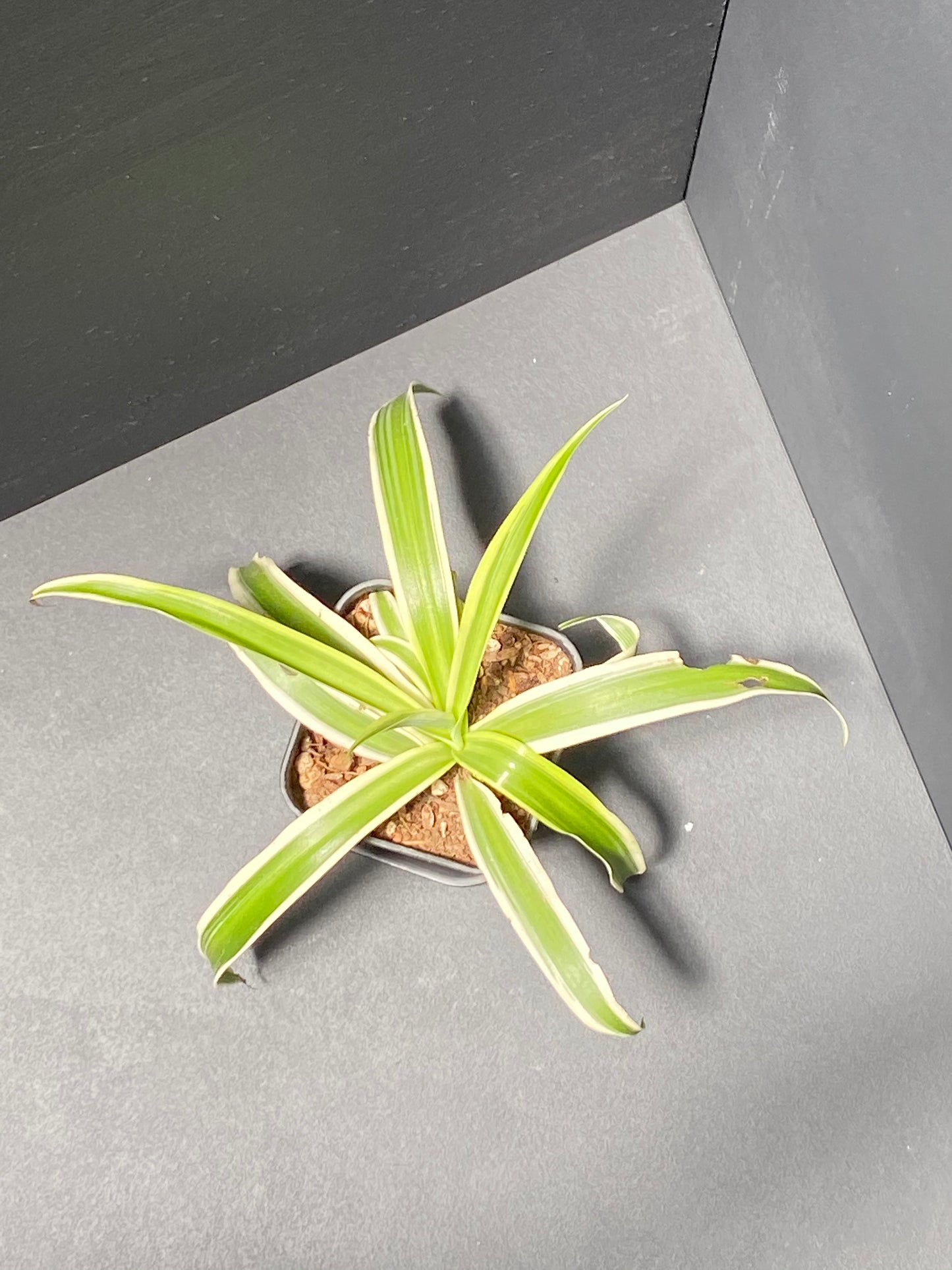 Spider Plant in Small Black Pot with Saucer
