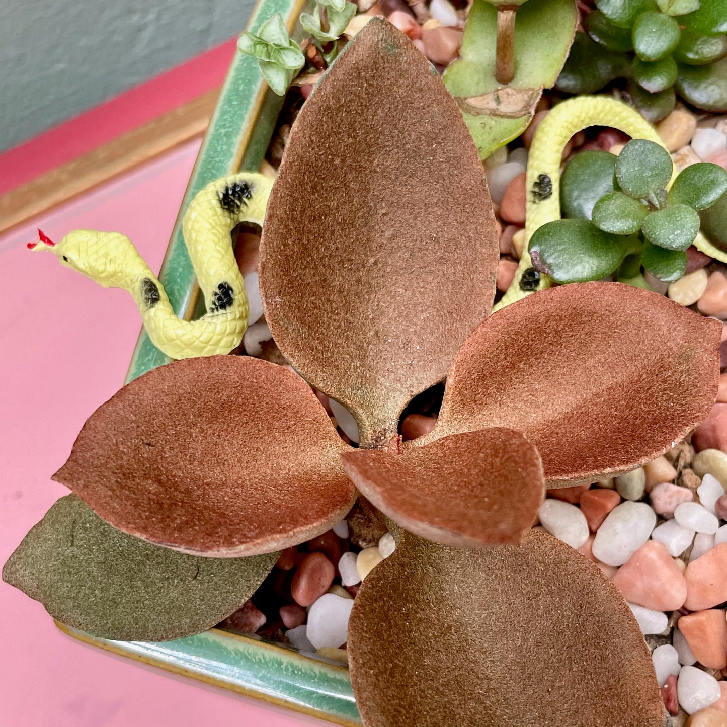 Square Sage Succulent Jungle Arrangement