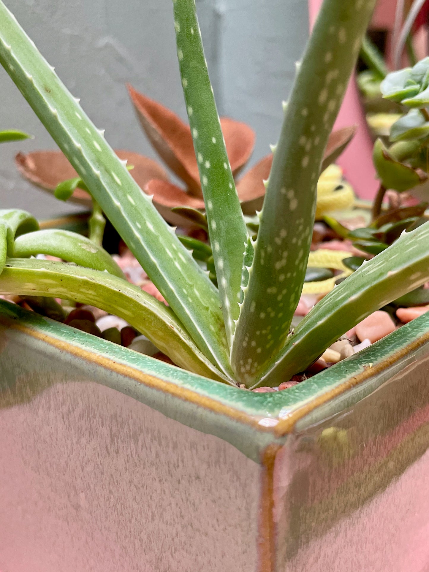 Square Sage Succulent Jungle Arrangement