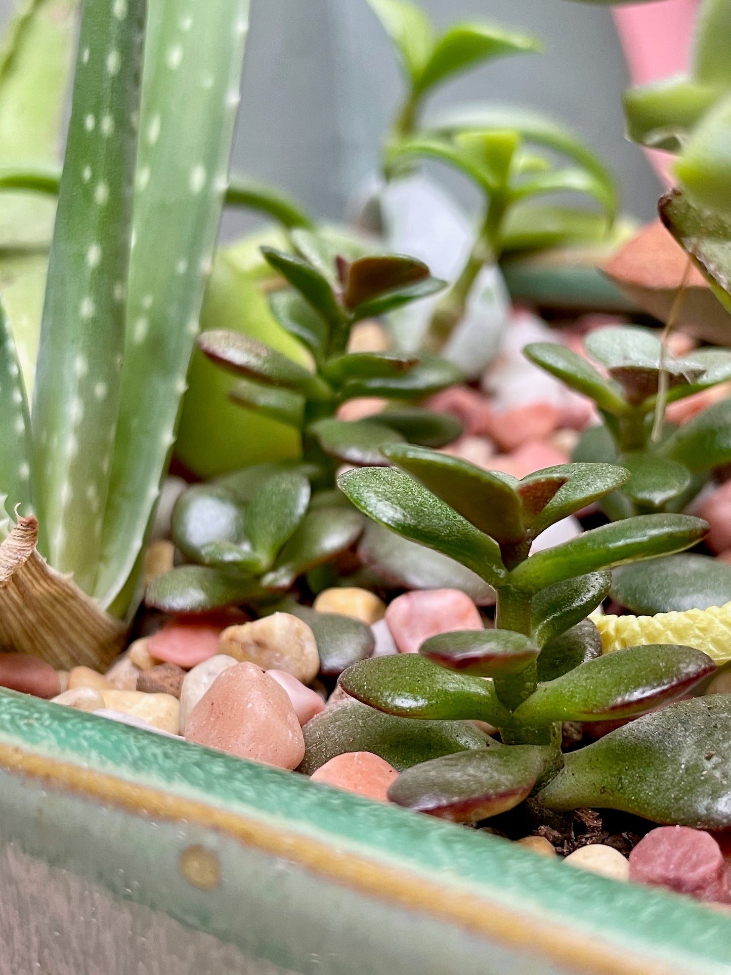 Square Sage Succulent Jungle Arrangement