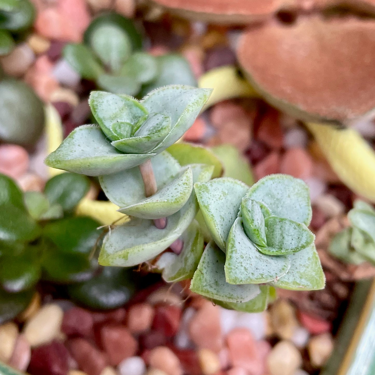 Square Sage Succulent Jungle Arrangement