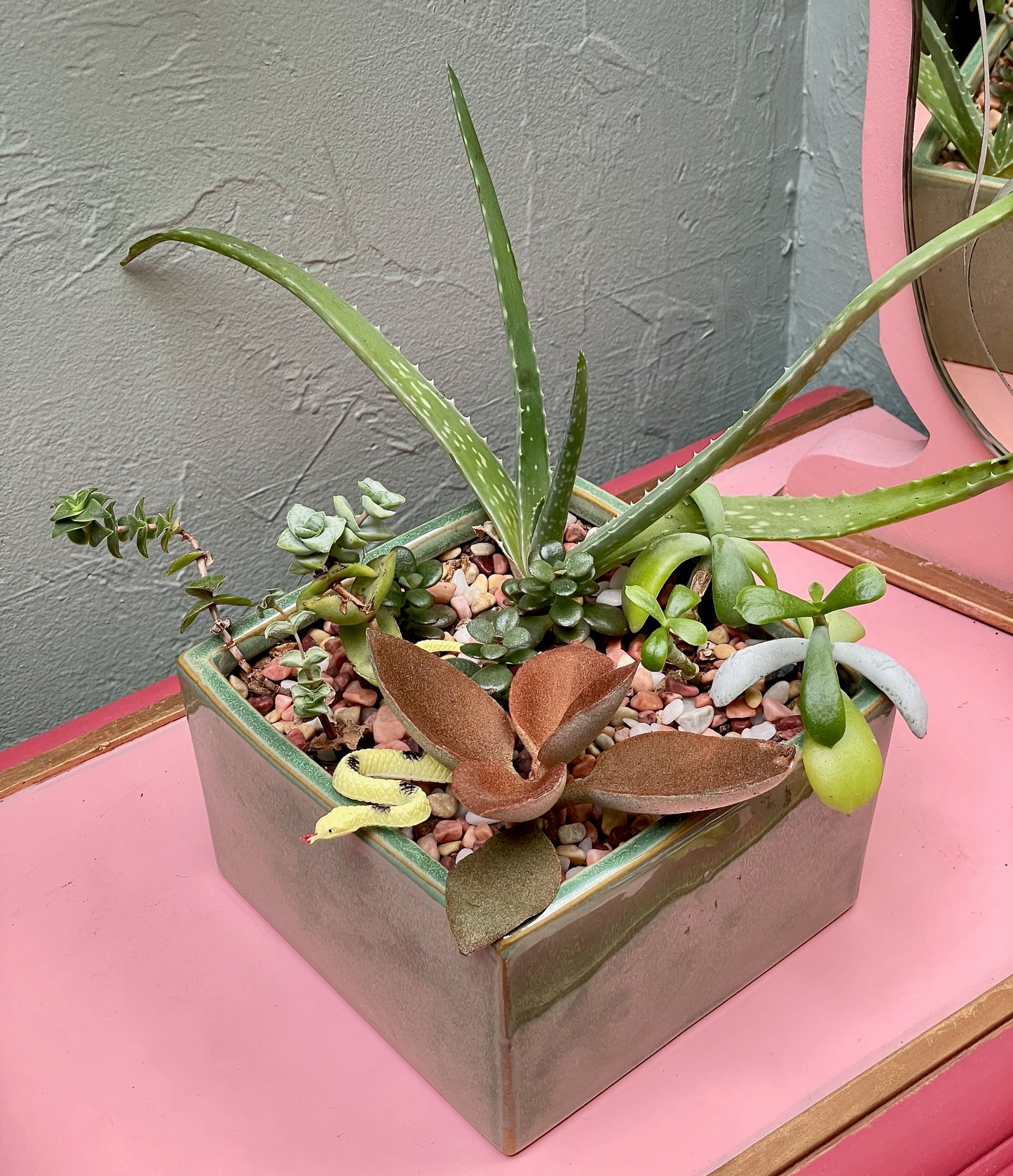 Square Sage Succulent Jungle Arrangement