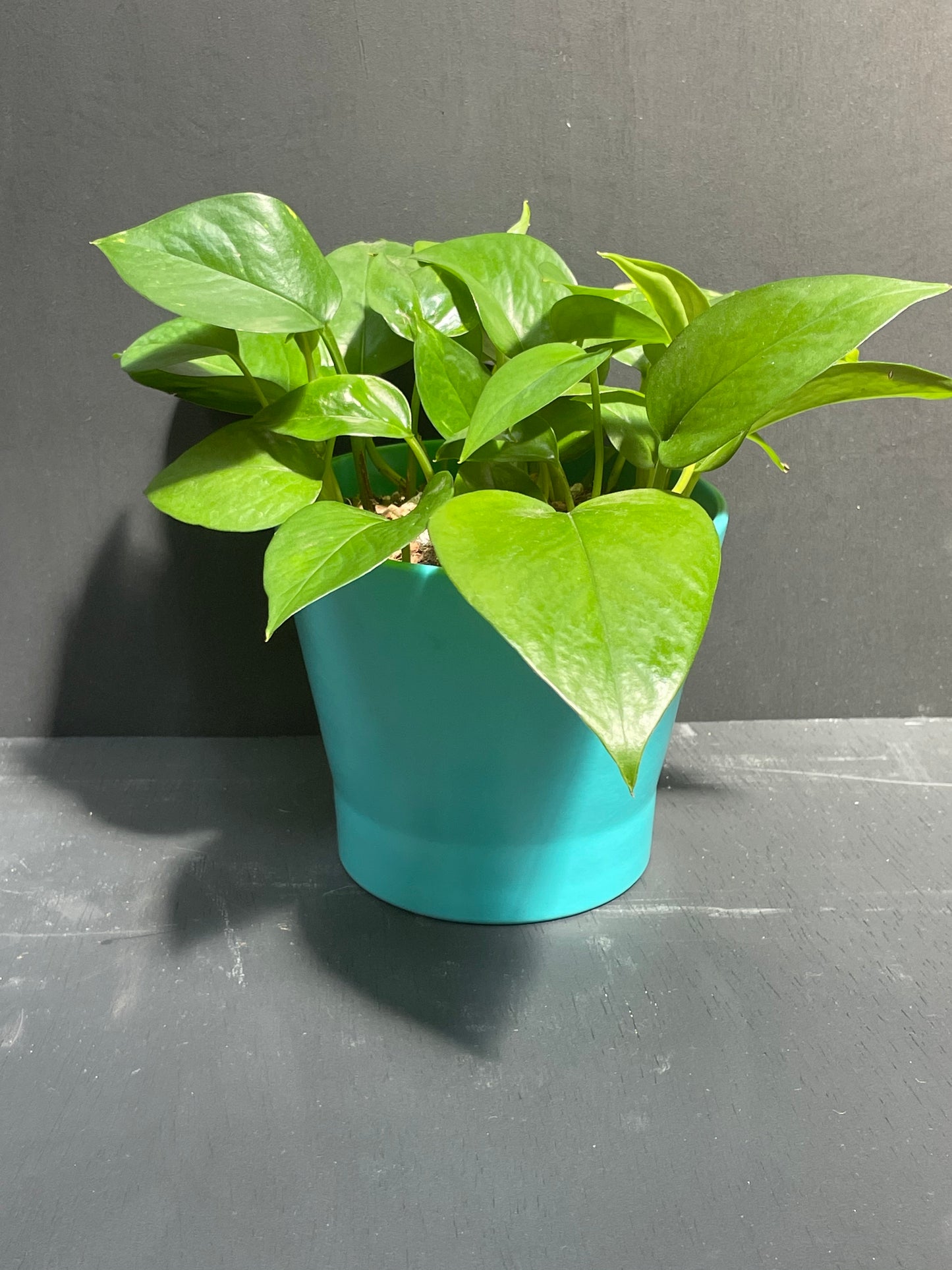 6" Pothos in Teal Eco Conscious Planter