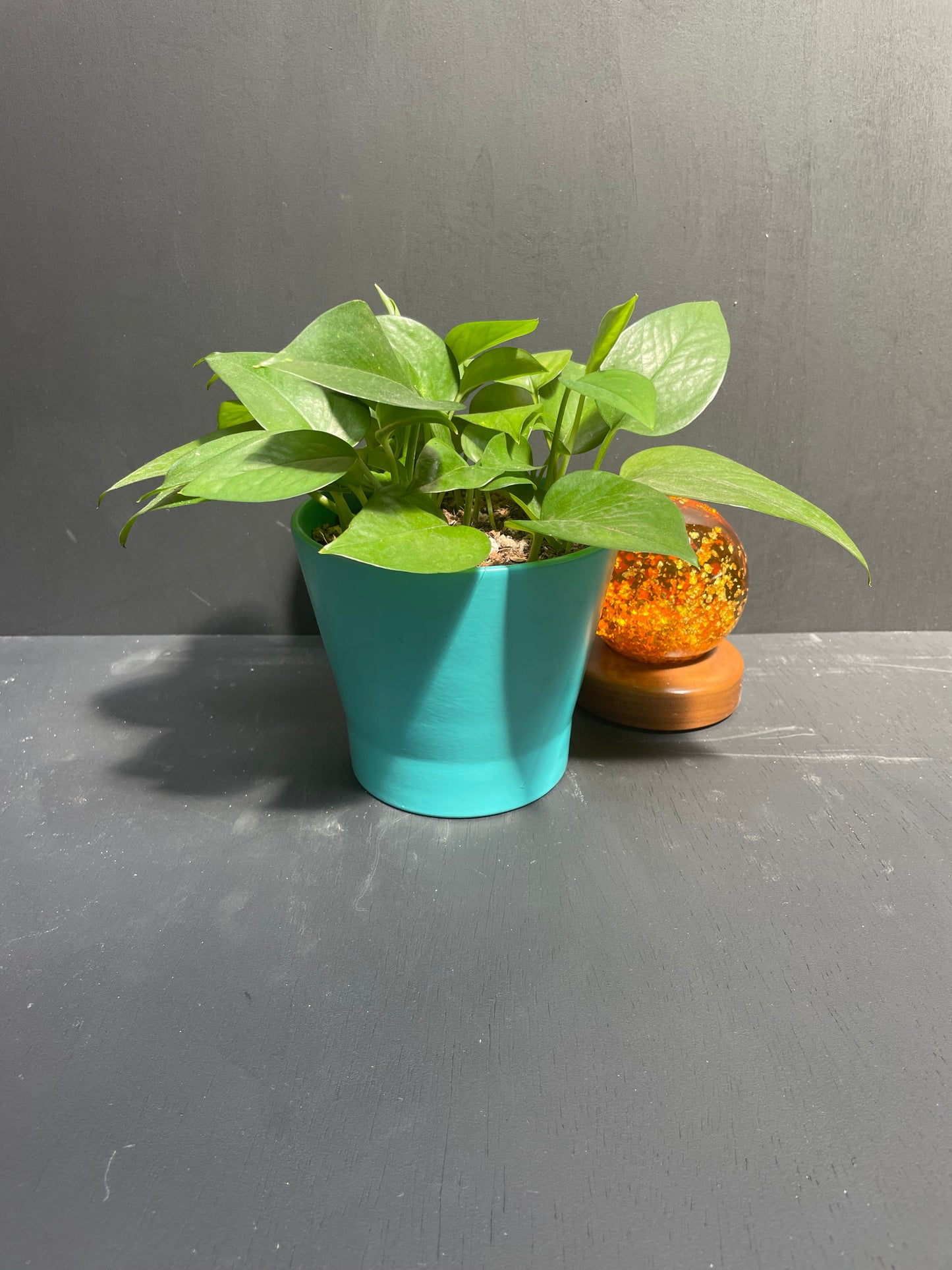 6" Pothos in Teal Eco Conscious Planter