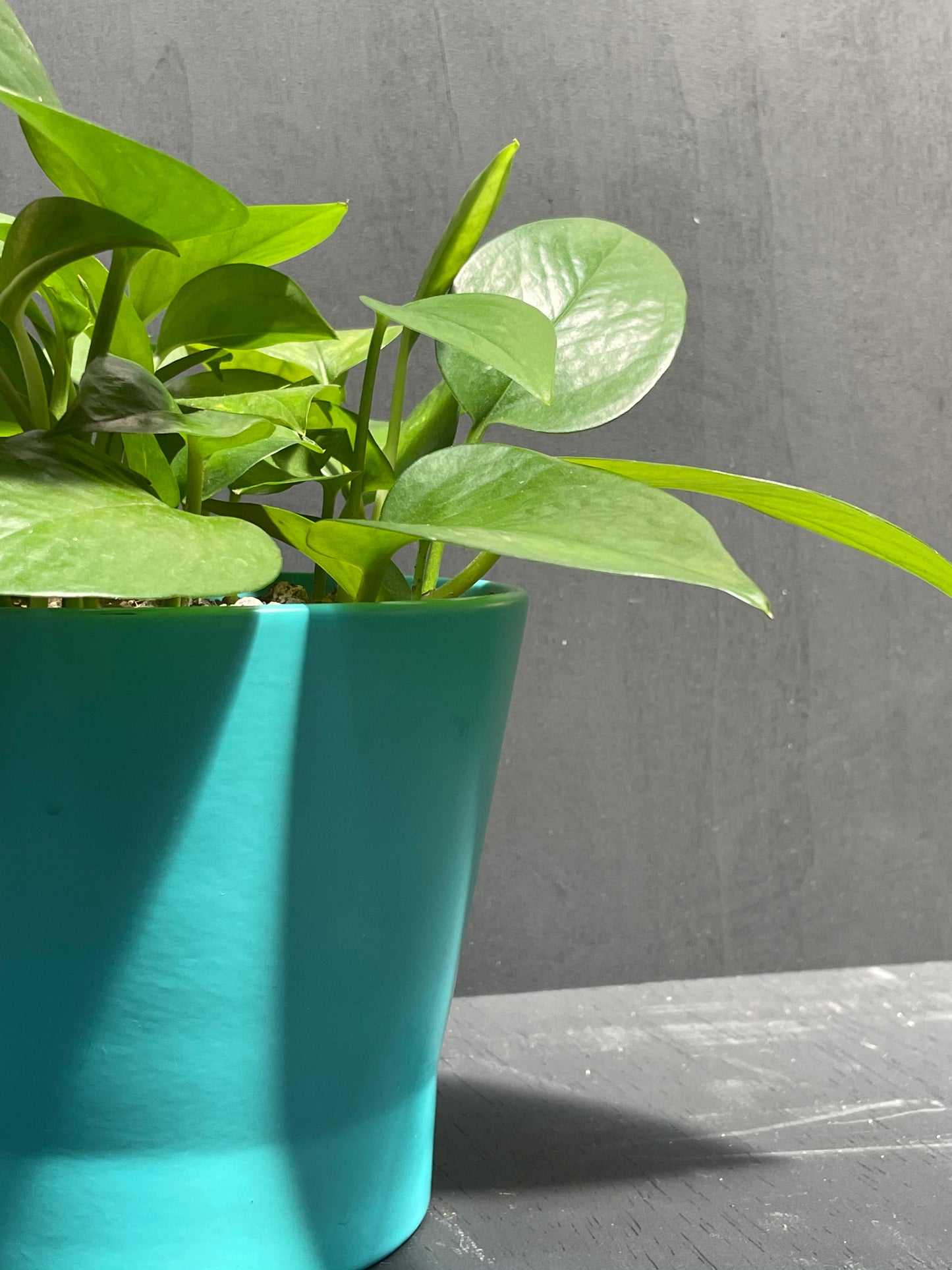 6" Pothos in Teal Eco Conscious Planter