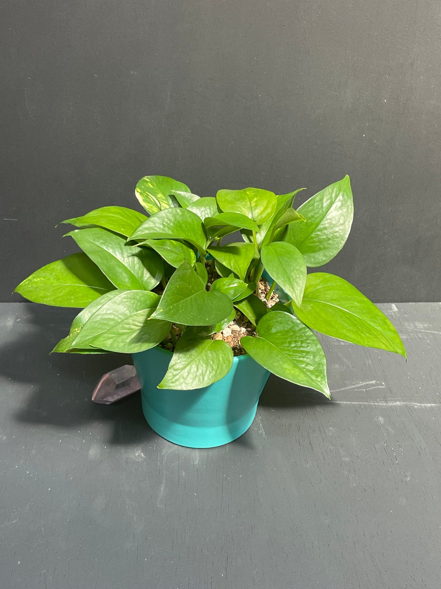 6" Pothos in Teal Eco Conscious Planter