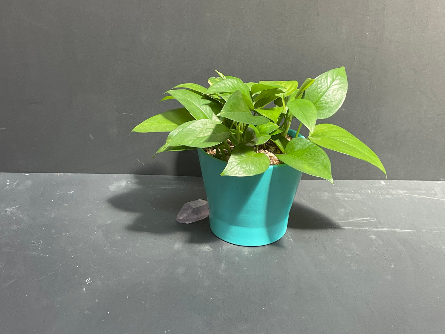 6" Pothos in Teal Eco Conscious Planter