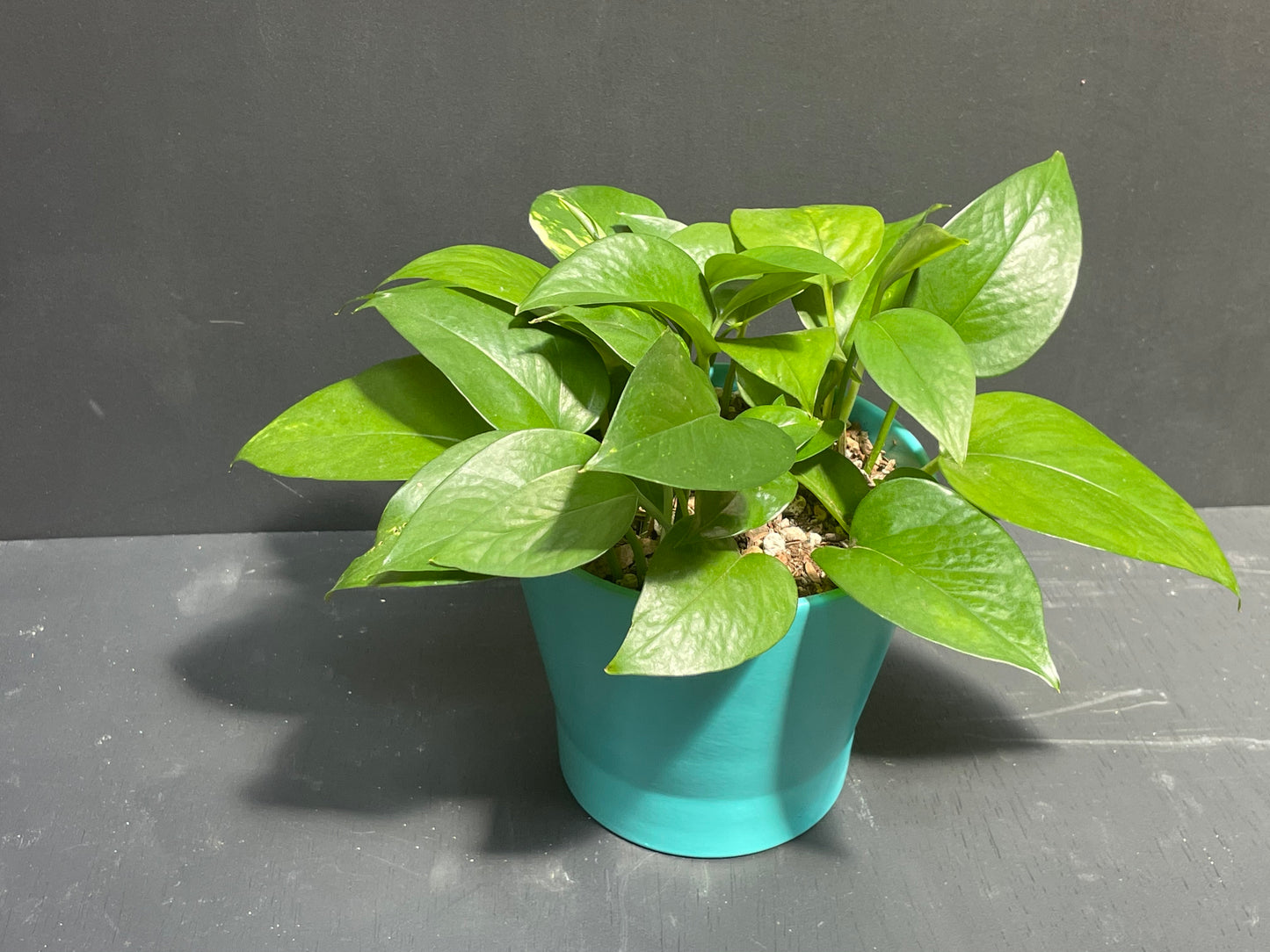 6" Pothos in Teal Eco Conscious Planter