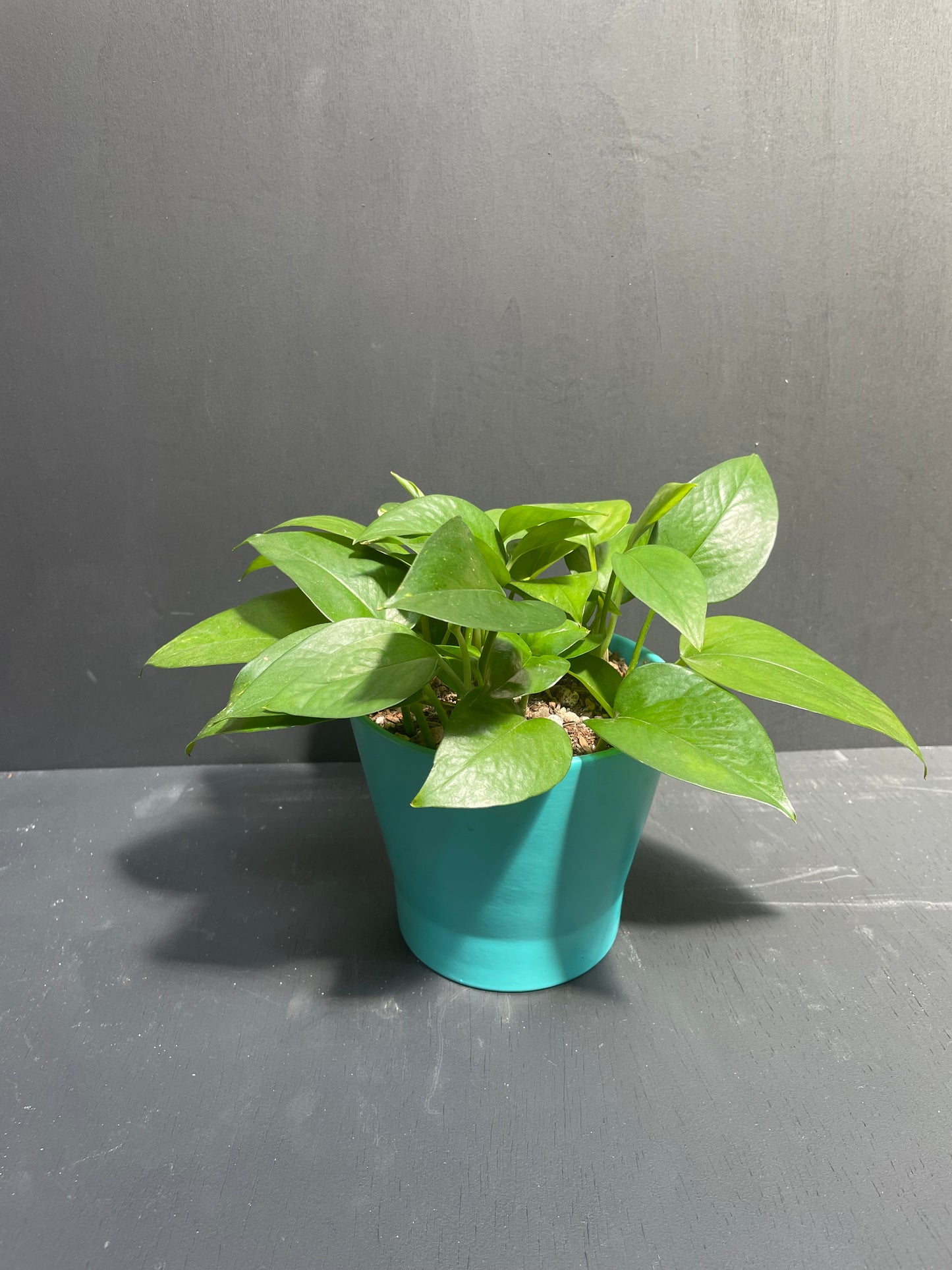 6" Pothos in Teal Eco Conscious Planter