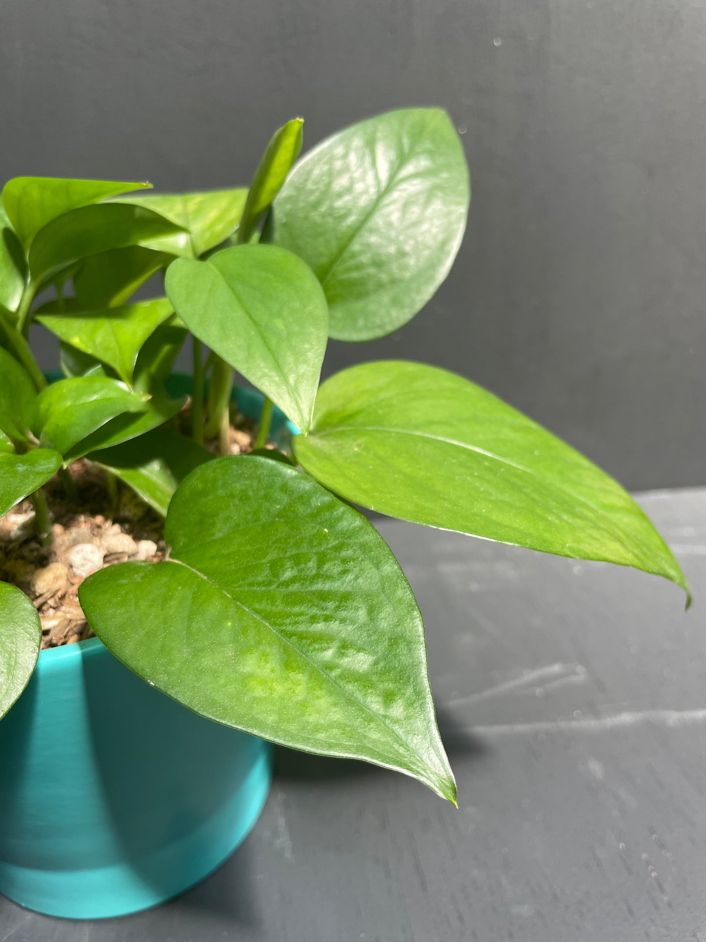 6" Pothos in Teal Eco Conscious Planter