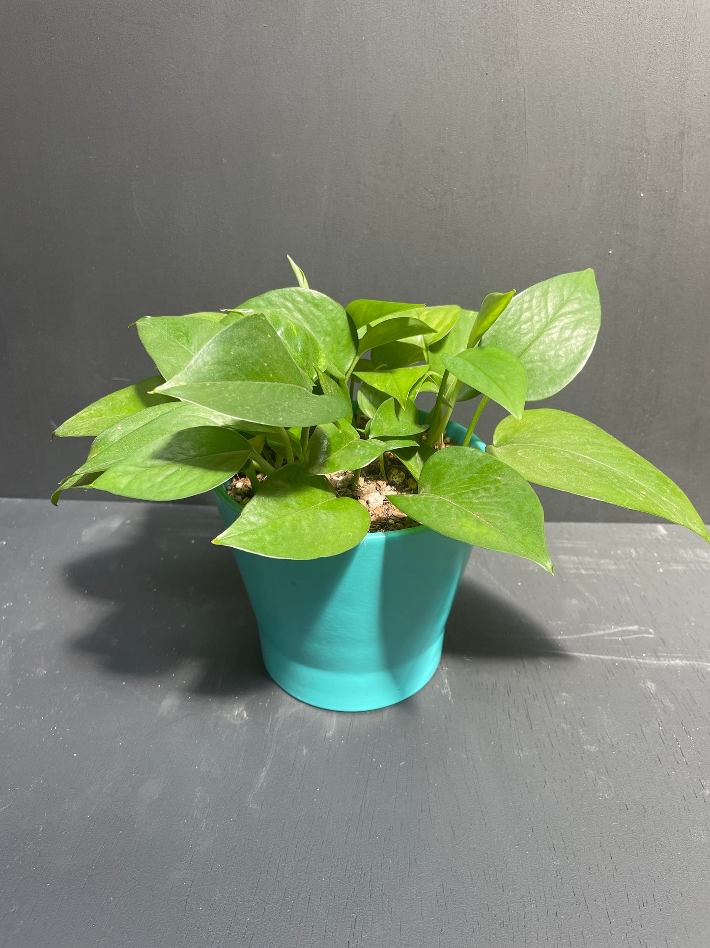 6" Pothos in Teal Eco Conscious Planter