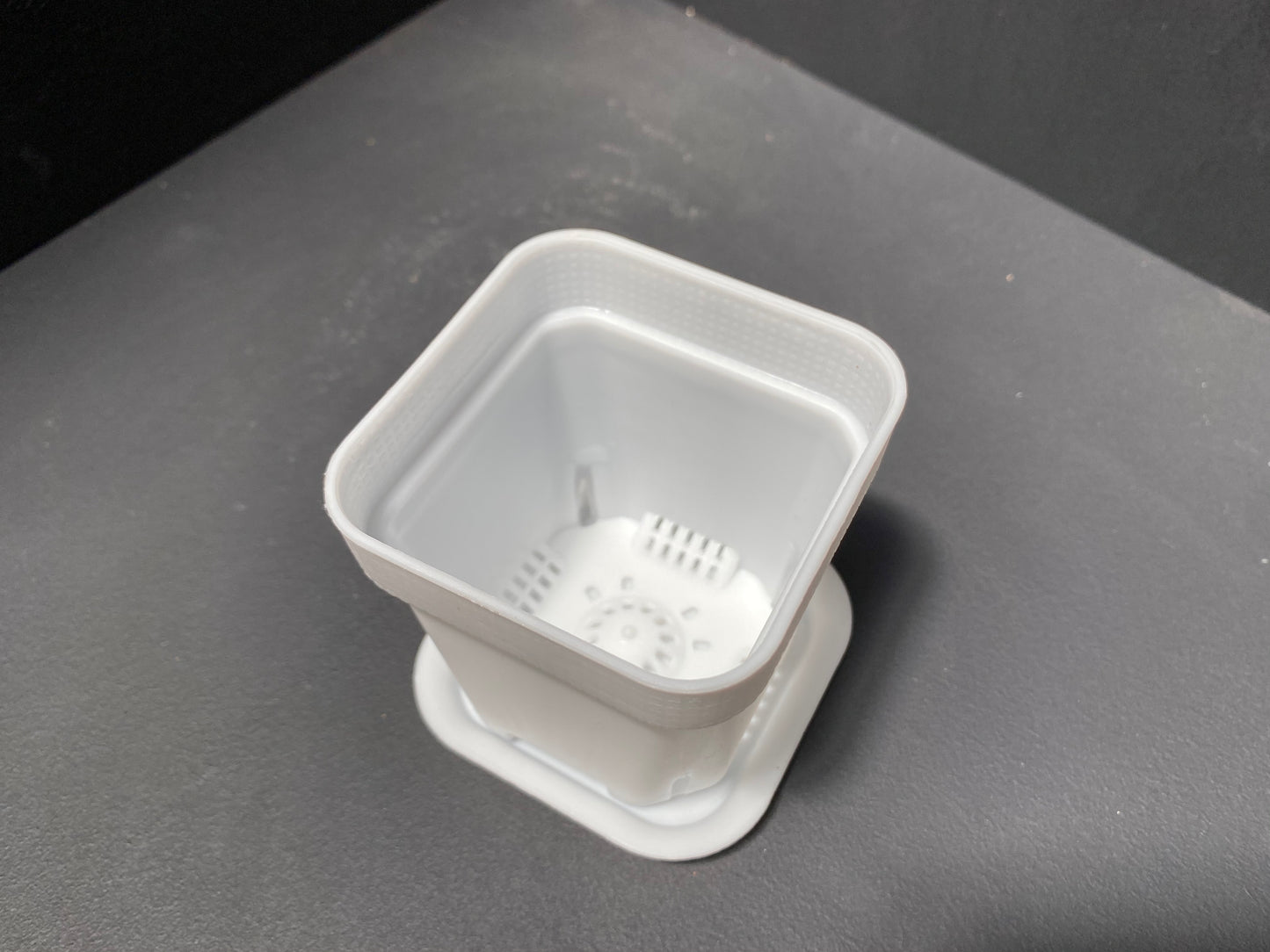 Jade Plant in Small Green Pot with Saucer