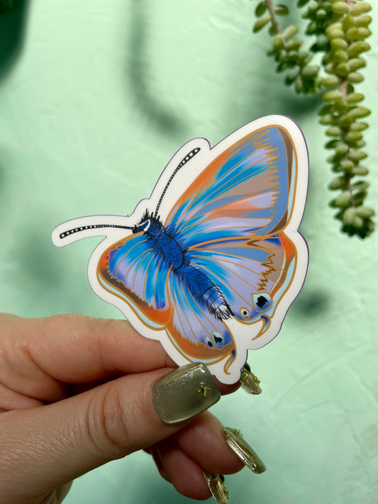 Orange & Blue  Butterfly Glossy Vinyl Sticker