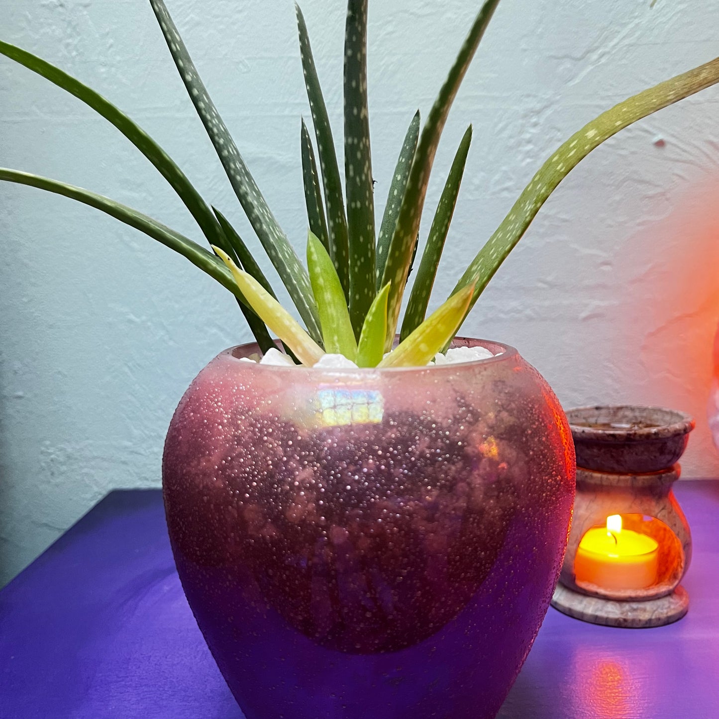 Aloe in a Pink Glass Planter