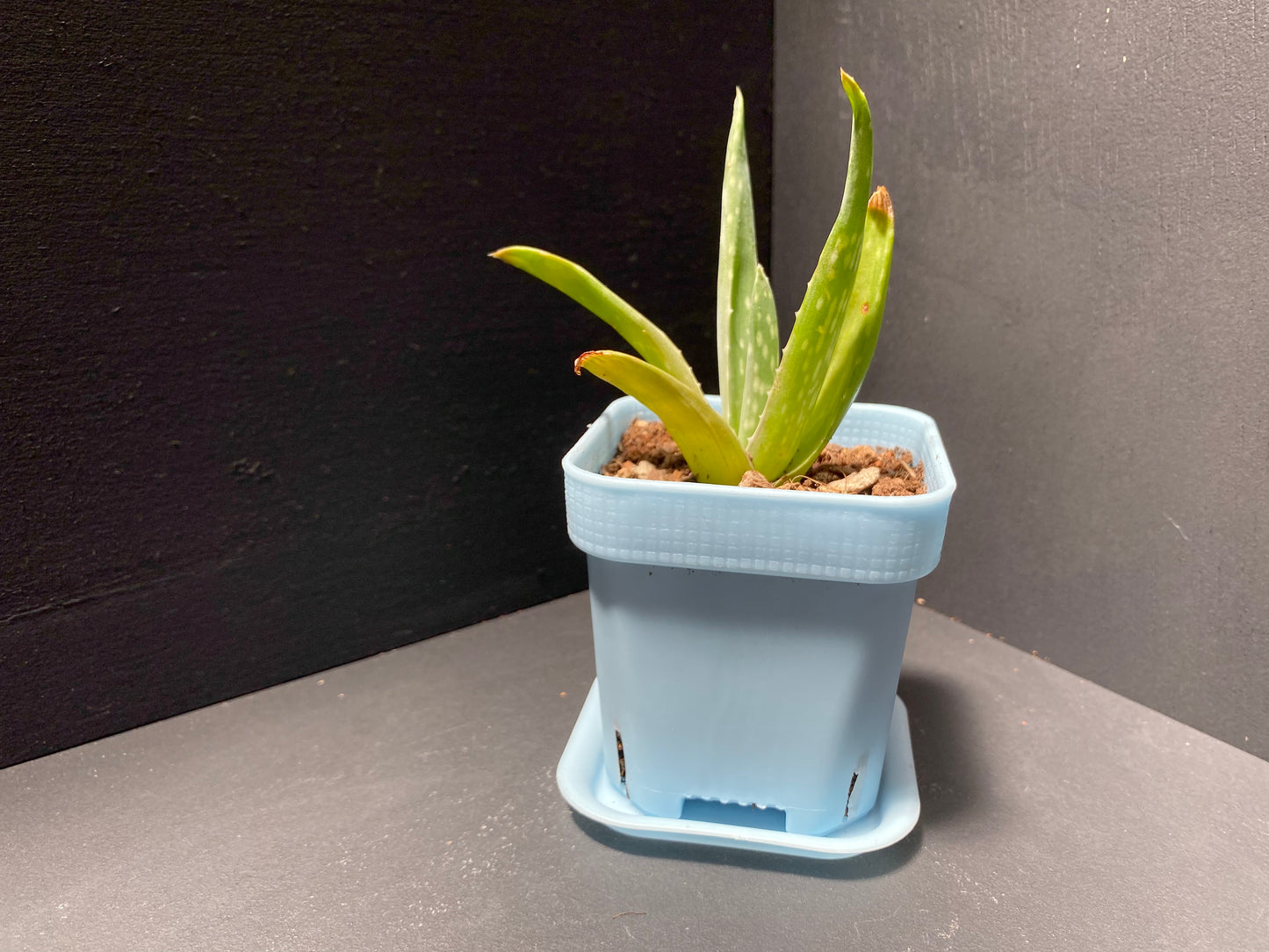 Aloe Plant in Small Blue Pot with Saucer