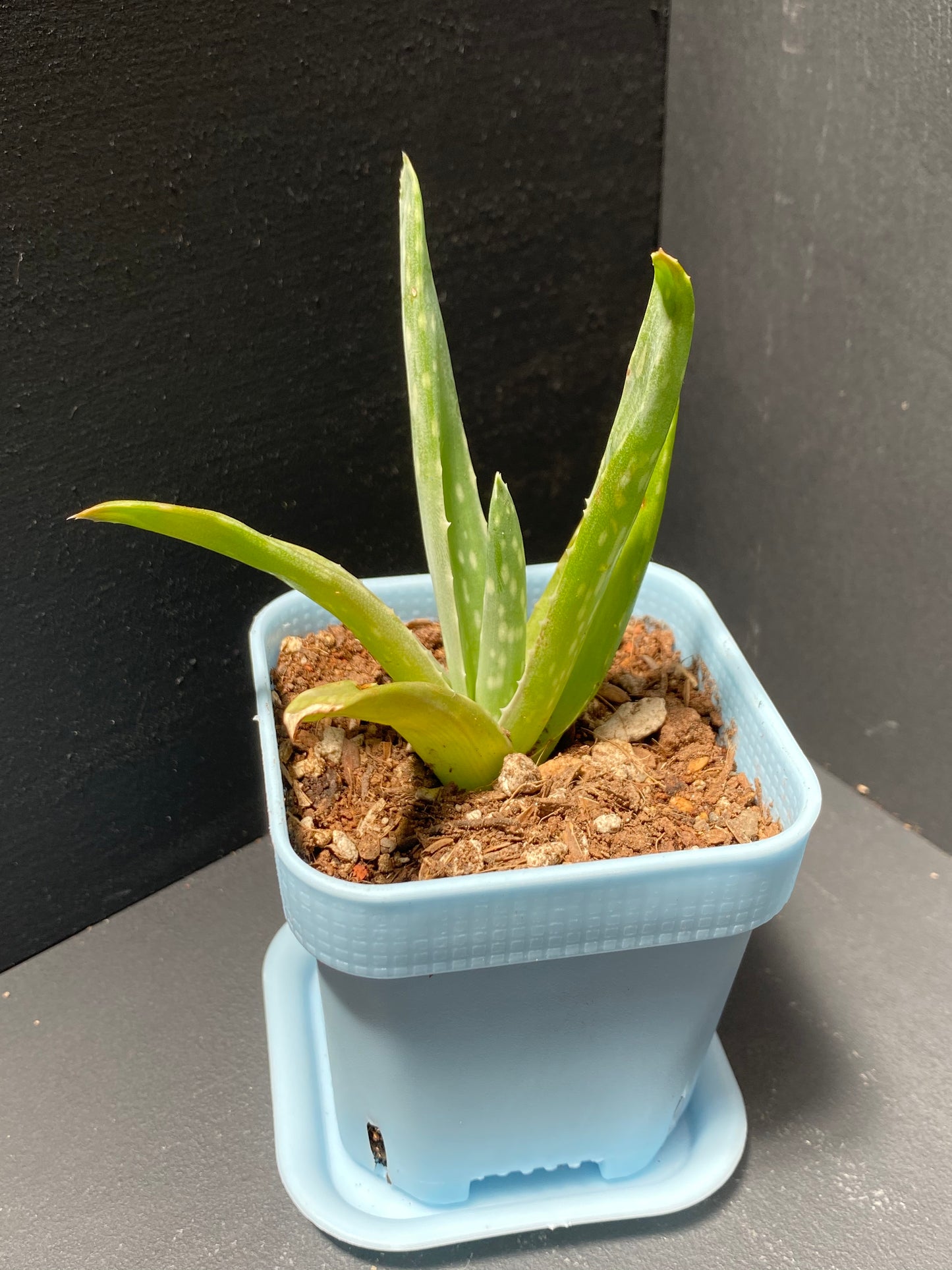 Aloe Plant in Small Blue Pot with Saucer