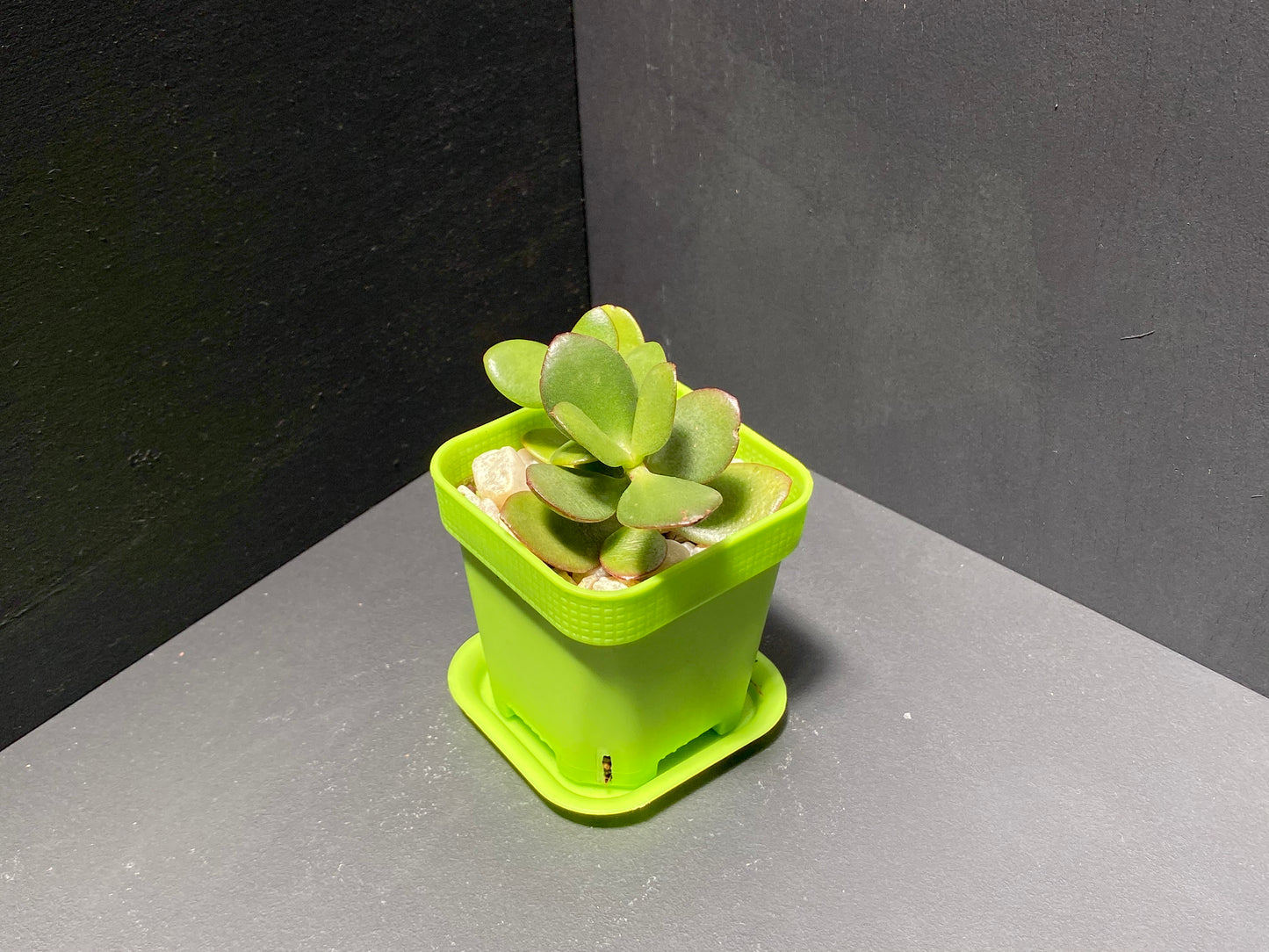 Jade Plant in Small Green Pot with Saucer