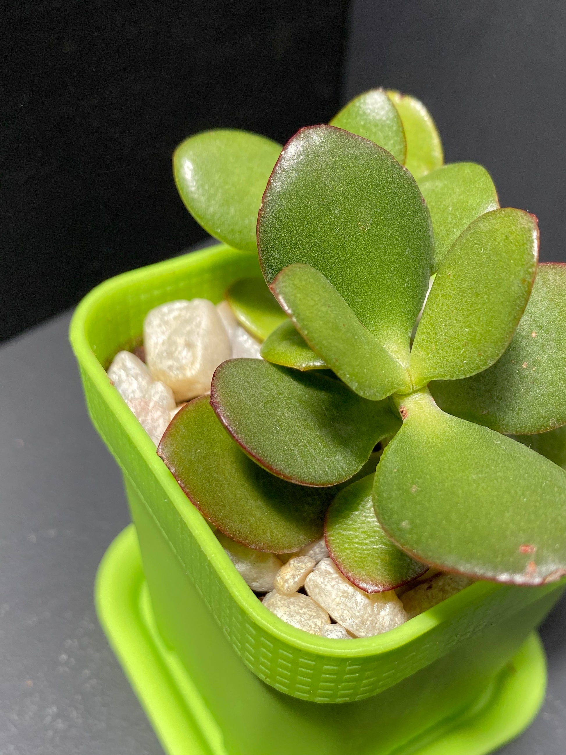 jade plant small pot Jade Plant in Small Green Pot with Saucer – MoonstruckBotanica
