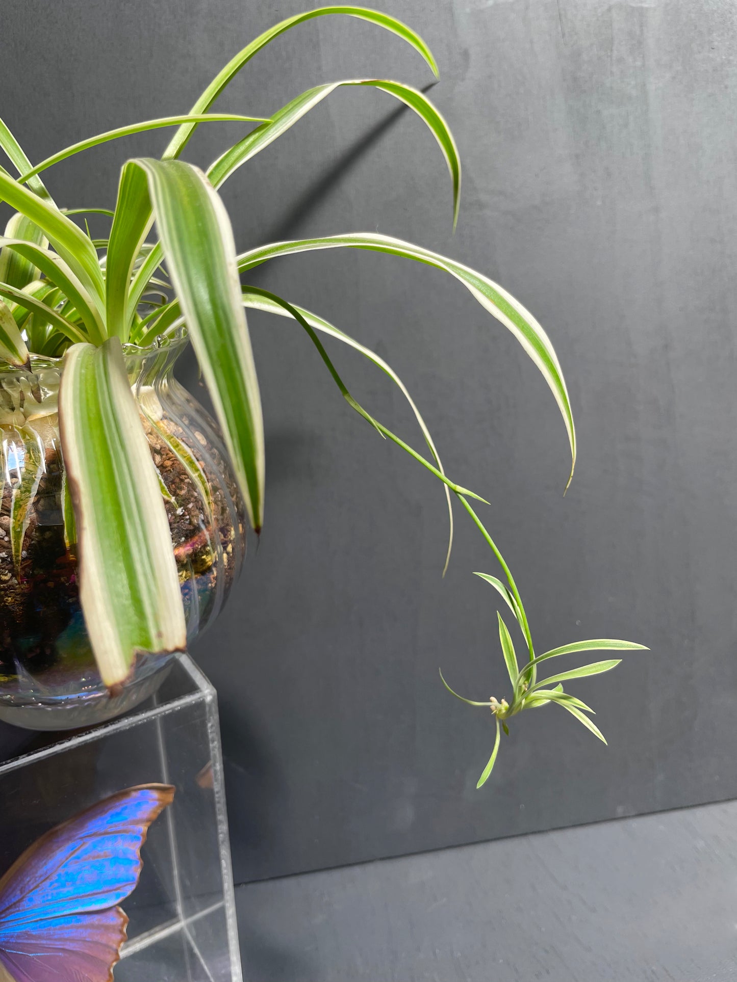 spider plant in glass bowl Spider Plant in Glass Iridescent Pot – MoonstruckBotanica