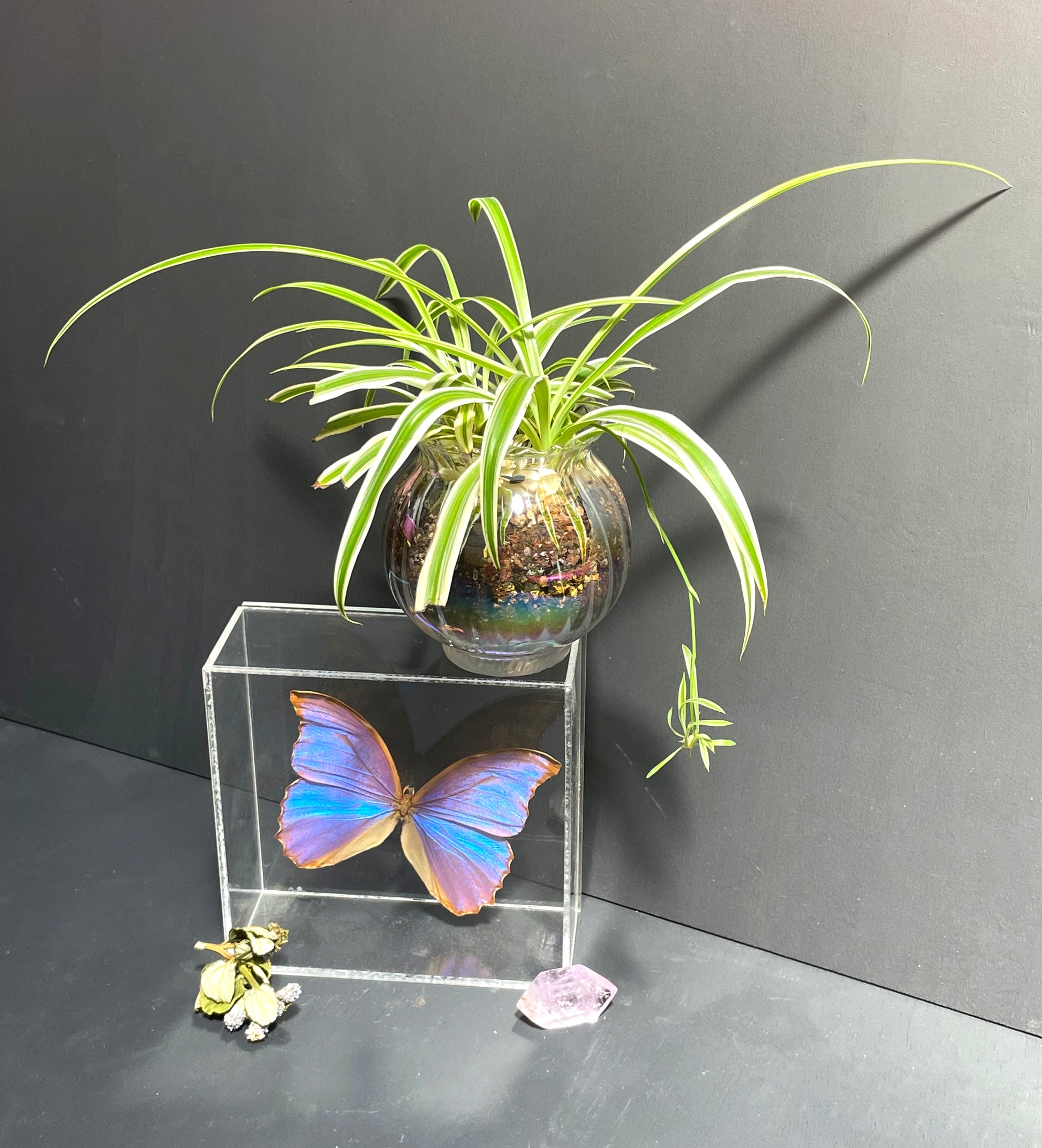 spider plant vivarium Spider Plant in Glass Iridescent Pot – MoonstruckBotanica