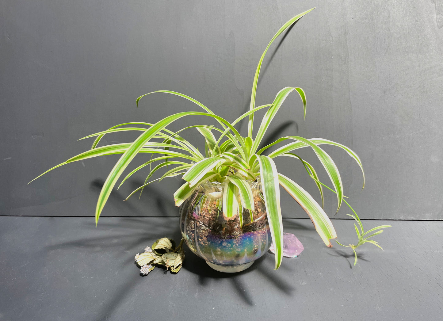 Spider Plant in Glass Iridescent Pot